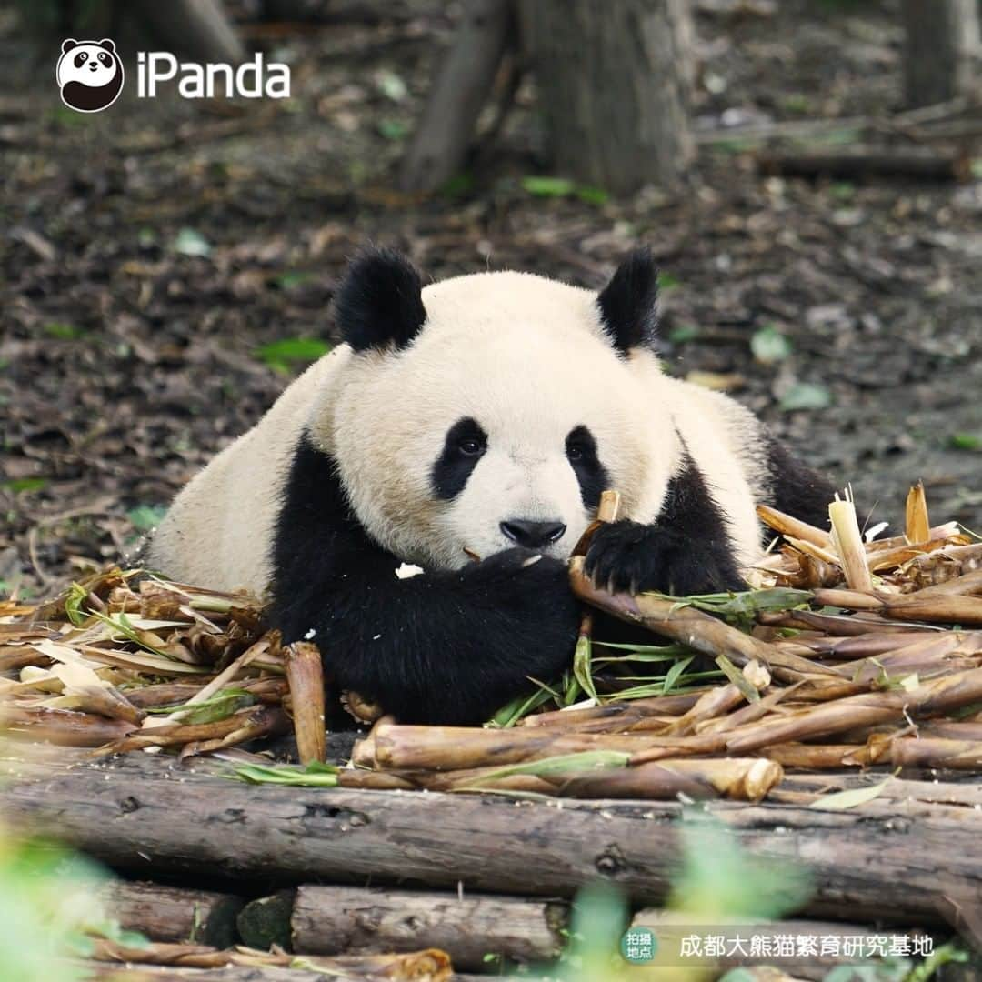 iPandaさんのインスタグラム写真 - (iPandaInstagram)「Lying on the sofa to enjoy favorite snacks is my dream weekend! 🐼 🐾 🐼 #FriendshipMessenger #panda #ipanda #animal #pet #adorable #China #travel #pandababy #cute #photooftheday #Sichuan #cutepanda #animalphotography #cuteness #cutenessoverload」7月18日 17時01分 - ipandachannel