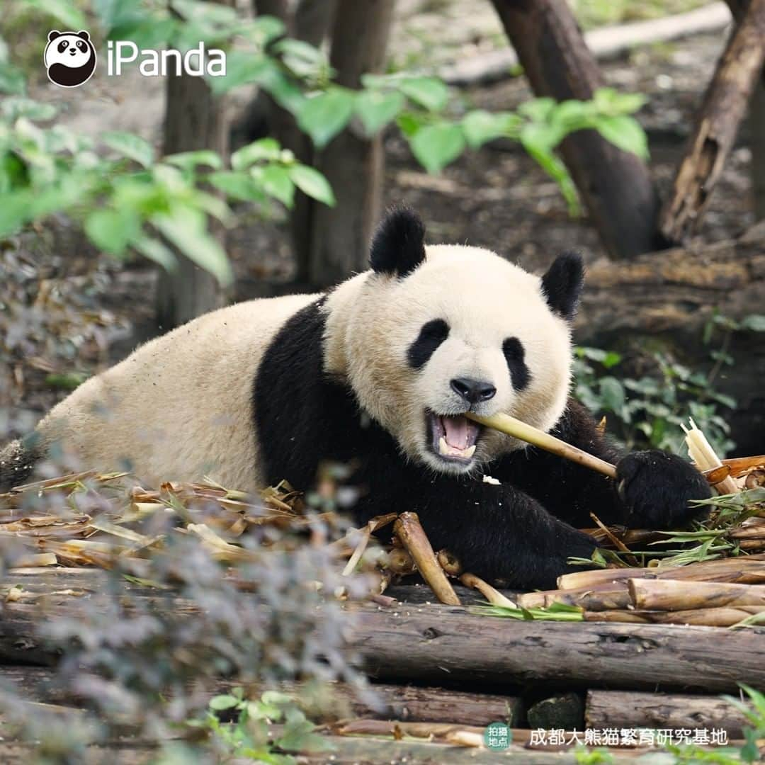 iPandaさんのインスタグラム写真 - (iPandaInstagram)「Lying on the sofa to enjoy favorite snacks is my dream weekend! 🐼 🐾 🐼 #FriendshipMessenger #panda #ipanda #animal #pet #adorable #China #travel #pandababy #cute #photooftheday #Sichuan #cutepanda #animalphotography #cuteness #cutenessoverload」7月18日 17時01分 - ipandachannel