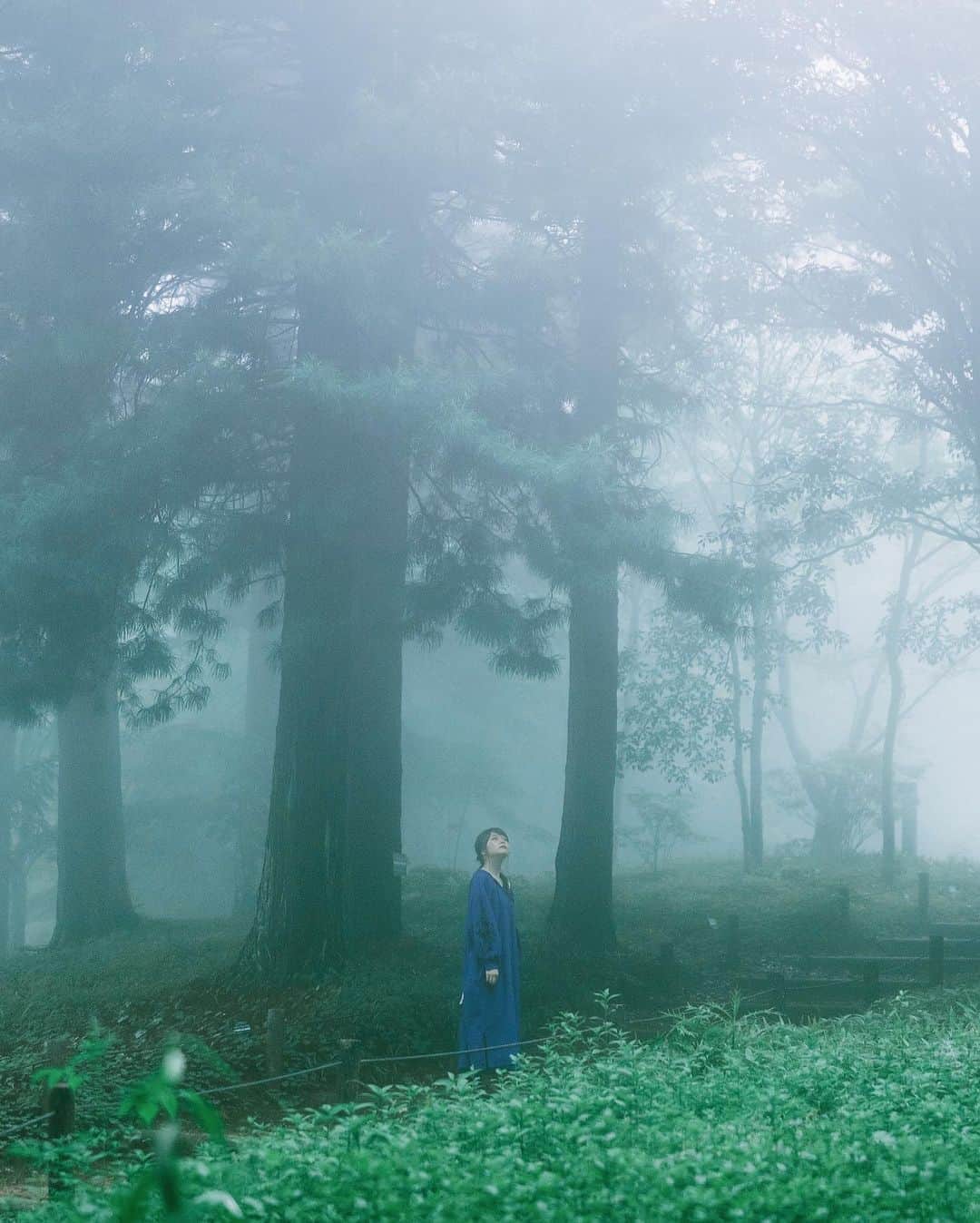 shinichi38のインスタグラム：「﻿ ﻿  Labyrinth 🌲🌲🌲﻿」