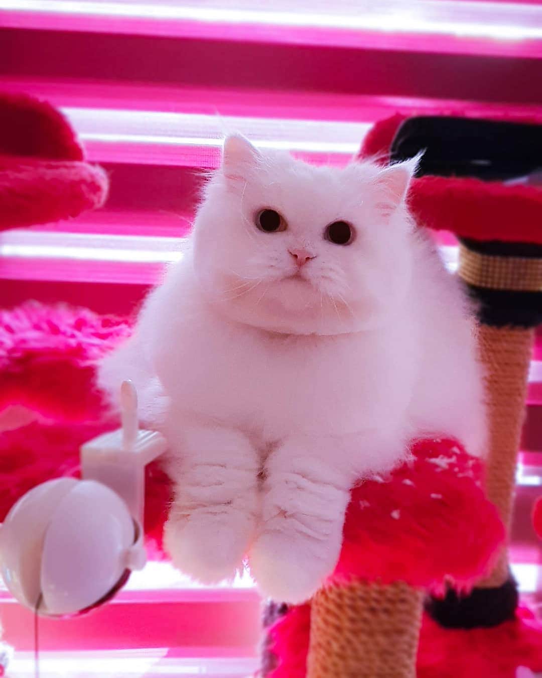 Kenshin & Chloeyさんのインスタグラム写真 - (Kenshin & ChloeyInstagram)「🥰 just had my bath time and furcut today 😊♥️Happy Caturday everyone😘」7月18日 18時21分 - kitty.chloeykenshin