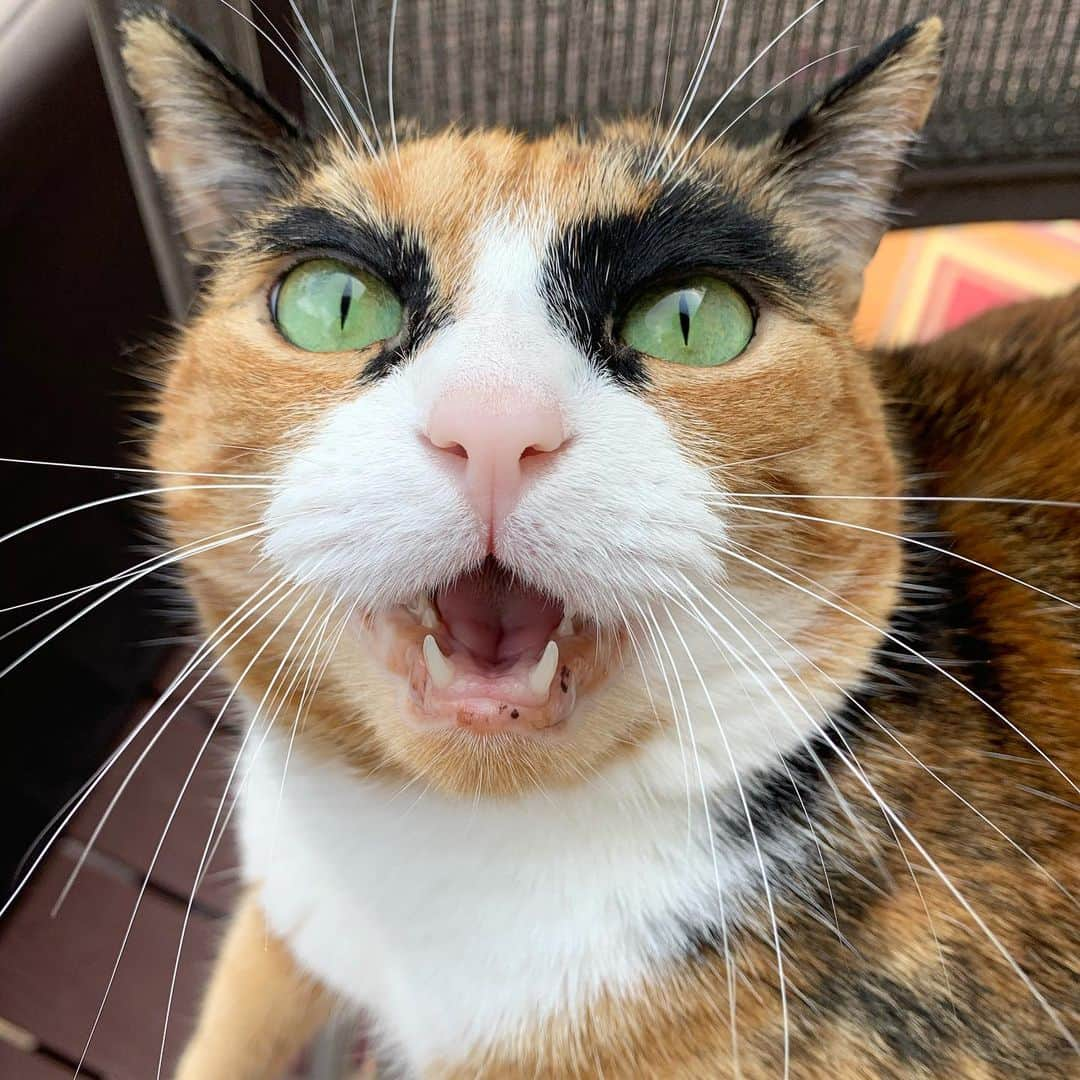 リリーのインスタグラム：「It’s Caturday! 😸 . . . . . #lillycrazyeyes #mood #catsofinstagram #9gag #calico #instacat #meowstagram #meow #meowdel #instacalico #calico #caturday #saturday #weekend  #crazyeyes #sassy」