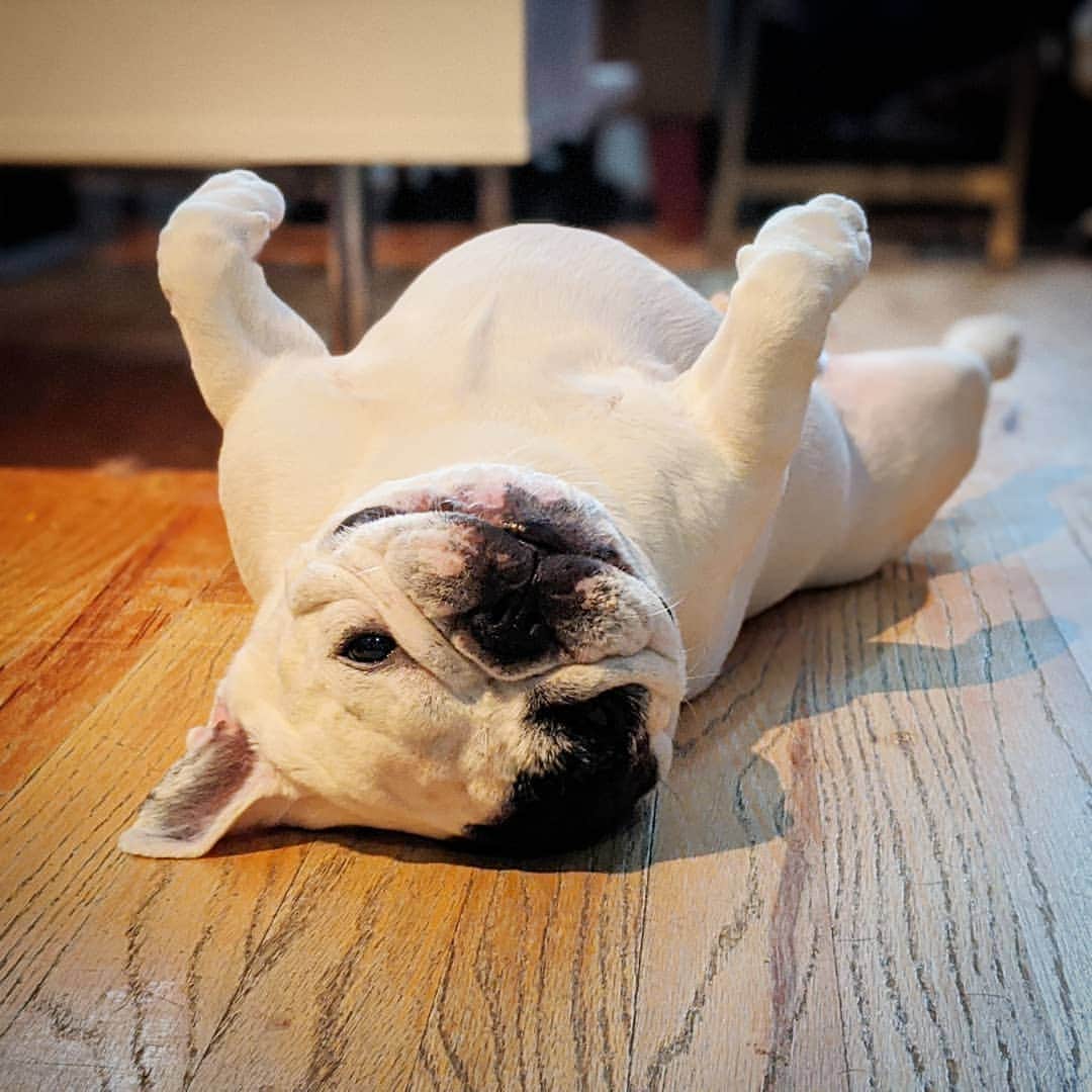 Manny The Frenchieのインスタグラム：「Too hot out to function. 🙃🥵」