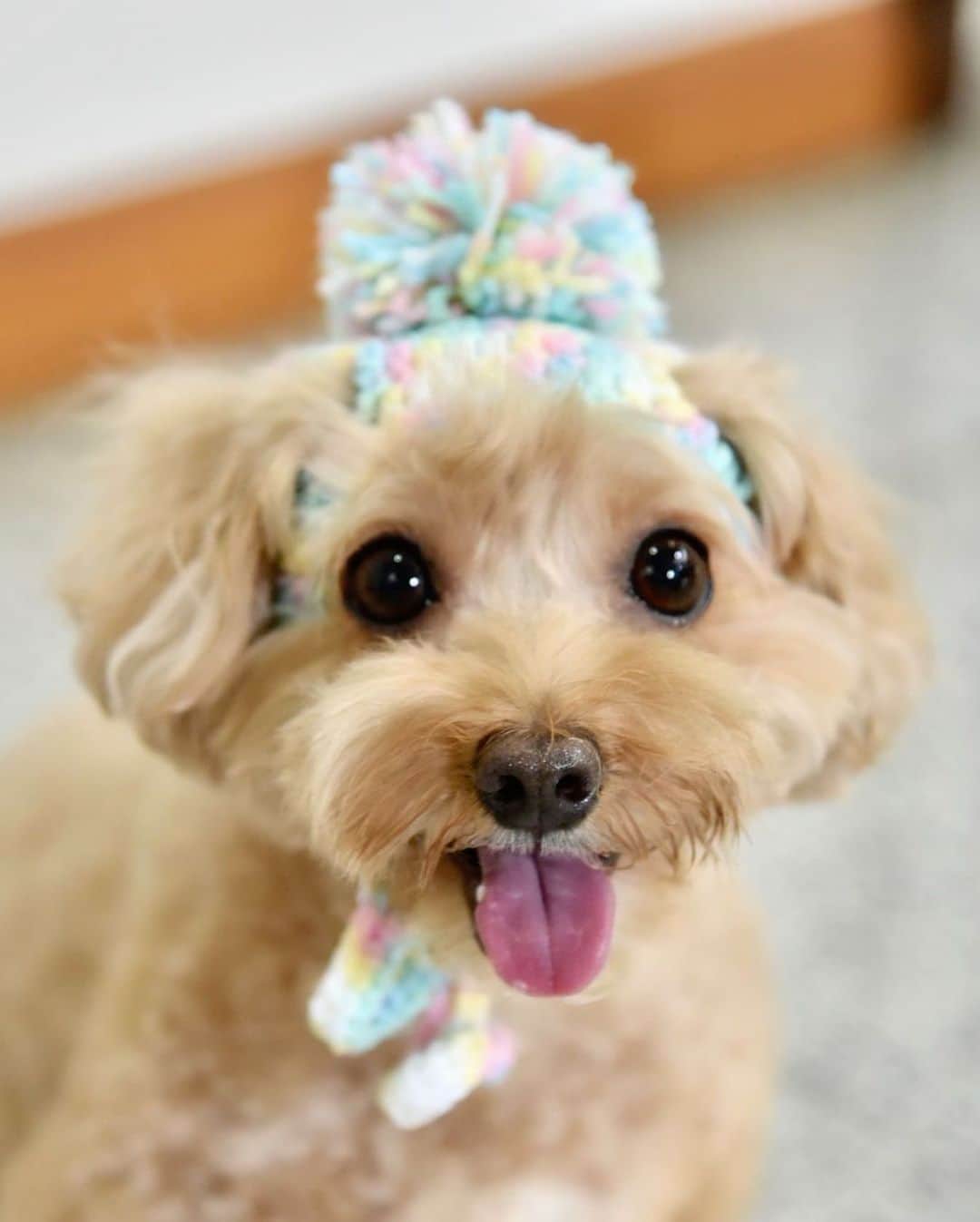 Truffle??松露?トリュフさんのインスタグラム写真 - (Truffle??松露?トリュフInstagram)「📆(18Jul20) 🥰Happily pawdeling away with the 🌈pompom hat made by my mummy#crochet😁have a beautiful and colourful weekend my dear friends 😘❤️」7月18日 20時18分 - trufflethetrouble