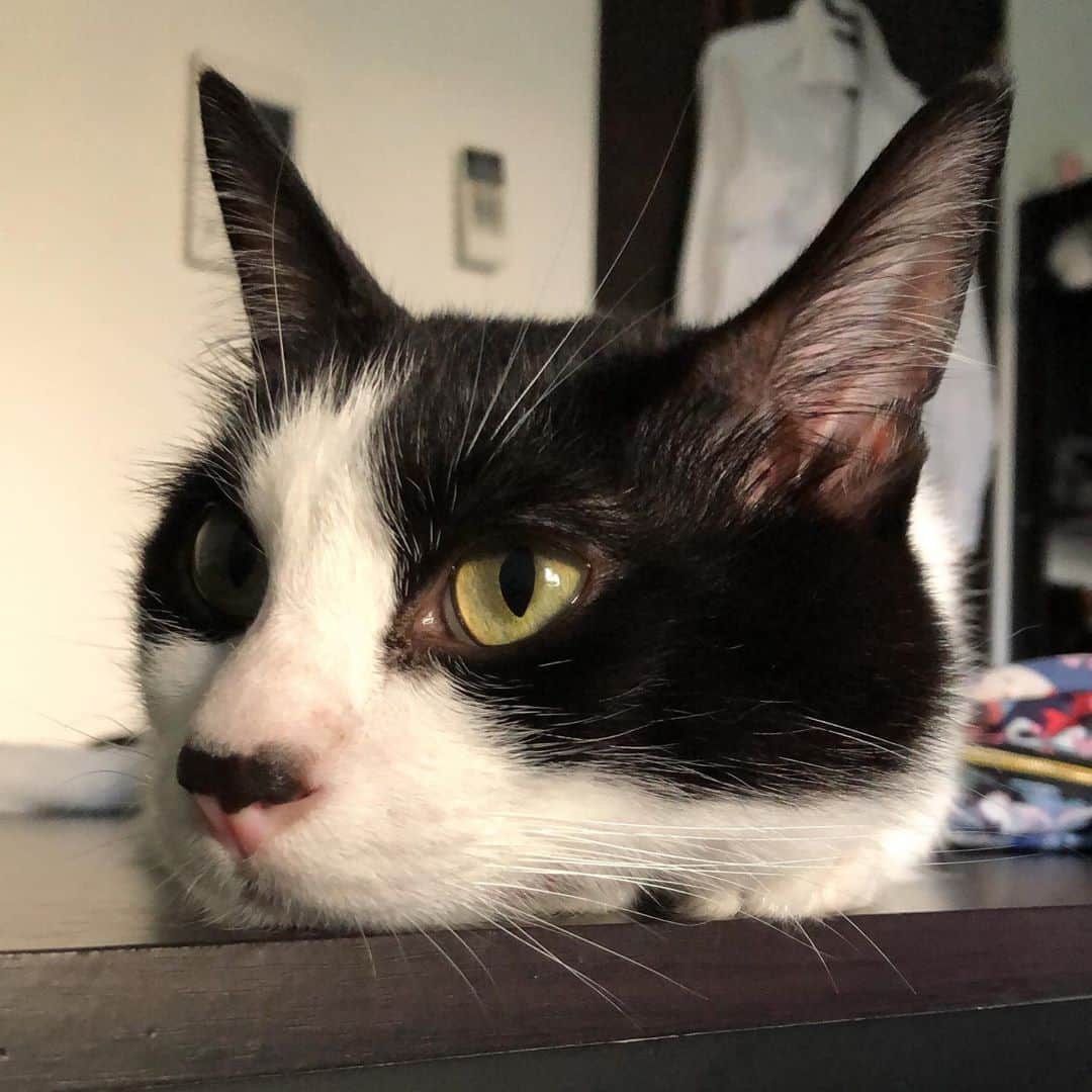 ぽんずのインスタグラム：「ねむいね。  #ねこ#猫#cat#猫好き#親バカ#はちわれ#ハチワレ#はちわれ猫#ハチワレ猫#白黒猫部#にゃんすたぐらむ#ilovecat#猫大好き#うちの猫自慢#白黒猫 #我が家のぽんずくん #ちゅーちゅー妖怪」