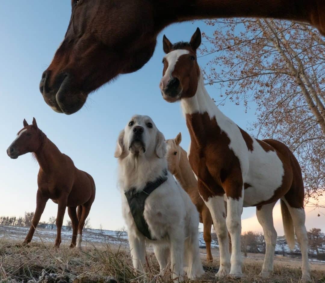 National Geographic Travelさんのインスタグラム写真 - (National Geographic TravelInstagram)「Photo by Keith Ladzinski @ladzinski  My dog Vesper is fascinated with horses, but when this small herd surrounded her to have a sniff, she was both curious and petrified. She loosened up after a couple minutes, but her expression during this brief moment in time always makes me smile. This was photographed on a frosty morning in Boulder, Colorado.」7月18日 21時08分 - natgeotravel