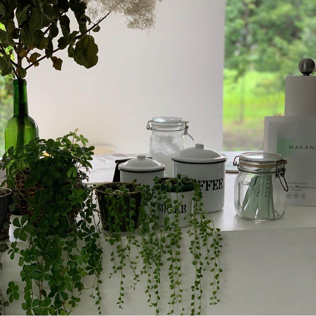 mitsuxmitsu24のインスタグラム：「Green morning 🌿 * *  最近の朝の1杯。 @wakana_info 八丈島産の明日葉を使った WAKANAの青汁。 マンゴーのフルーティーな香りで、青臭さは全くなく飲みやすく、美味しいよ。 スティックタイプで使いやすい。 見てみてね☝🏾 #wakana  #wakana_aojiru  #wakana_life  #wakana_pr」