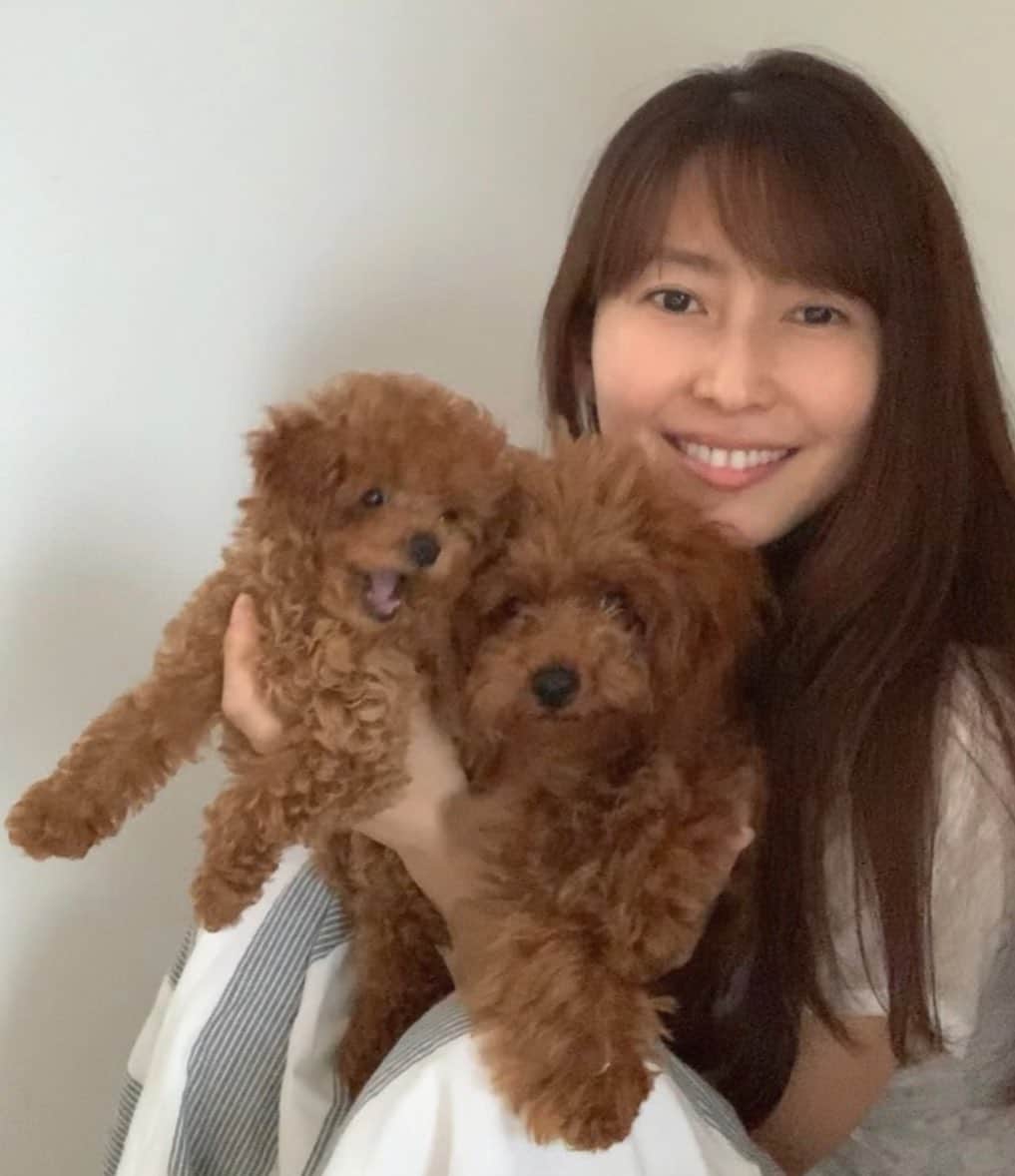 榎本加奈子さんのインスタグラム写真 - (榎本加奈子Instagram)「ドヴィーくん🐩ヴェルちゃん🐾 #トイプードル #タイニープードル  #レッド #男の子 と #女の子  #dog  #犬のいる暮らし  #犬のいる生活  #犬  #🐩 #🐾」7月18日 21時35分 - kanako._.enomoto