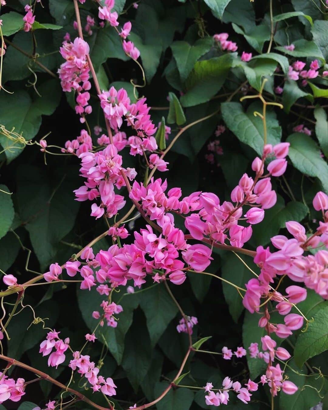 Amata Chittaseneeさんのインスタグラム写真 - (Amata ChittaseneeInstagram)「Coral Vine Crawler/ พวงชมพู 🌸🦄🌈」7月18日 21時38分 - pearypie