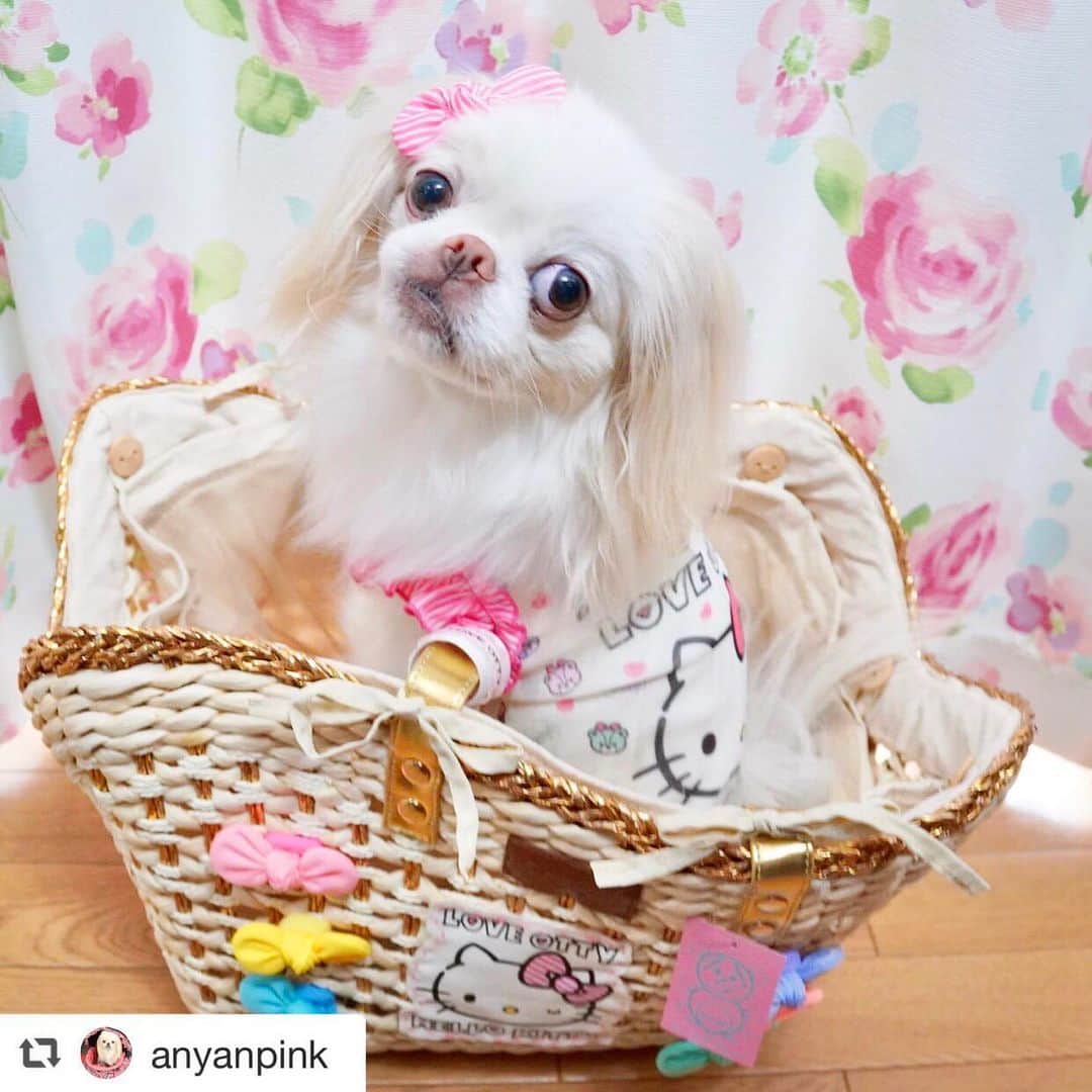 のインスタグラム：「♡♡♡ 人気のドッグアパレル雑誌『Cuun(クーン)』さん企画🐶💕 @cuun_official  オンラインドッグファッションショーでは、沢山の可愛い動画とお写真をタグ付けアップしてくださって本当に本当にありがとうございました❣️  ☺︎ みんな可愛すぎて…悩みに悩んで…本当に悩みすぎて胃が痛くなりながらOttyドッグモデル犬として選ばせて頂きました❣️ そしてこのワンちゃん達を選ばせて頂いて良かった♡と心から思える、可愛い5家族6ワンコちゃんのご紹介です🤗🐶🐶🏅✨ ☺︎ (※紹介順は、ファッションショー投稿参加してくれた順にアップさせて頂きます♡) ①ピンク王子ことピンクがとってもお似合いな狆の ハニーくん @anyanpink ・ ②てへぺろ顔がキュートな茶狆の エルちゃん @i_love_lovely_l ・ ③レースドットワンピがお似合いなチワワの Mokaちゃん @kt_moka ・ ④いつも仲良しこよしのポメラニアンとプードルの なみちゃん&みきちゃん @namimiki1107  ・ ⑤リアルキティちゃんみたいだったシーズーの Babyちゃん @chunky_baby_ ☺︎ 以上になります🐶💖 おめでとうございます👏🤩🏆 上記のワンちゃんには、Ottyの新作商品を再度着て頂き、 写真と動画を撮って頂きました🐶📷💕 そちらをCuunの仙石編集長が1本の動画にしてくださいます♡♡♡ 作成が終わりましたら、また可愛い子ちゃんたちのモデルっぷりをアップさせてもらいますね🤗🐶✨ ☺︎ コロナの影響で、全くお出かけが出来なかった時期にOttyのお洋服を着た可愛い子たちの写真や動画が沢山見れて本当に幸せでした♡ ☺︎ Cuunさん @cuun_official お忙しい中、心温まる企画をしてくださり本当にありがとうございました💕 ・ 参加してくださった心優しい愛犬の皆様本当にありがとうございました💕 ・ そして。。参加してくれたワンコちゃんたち…🐶 簡単にはくれないおやつを見つめながら…(たぶん😝) ママの言う事を笑顔で聞いてナイスなポージングしてくれて本当にお疲れ様でした🐶💕」