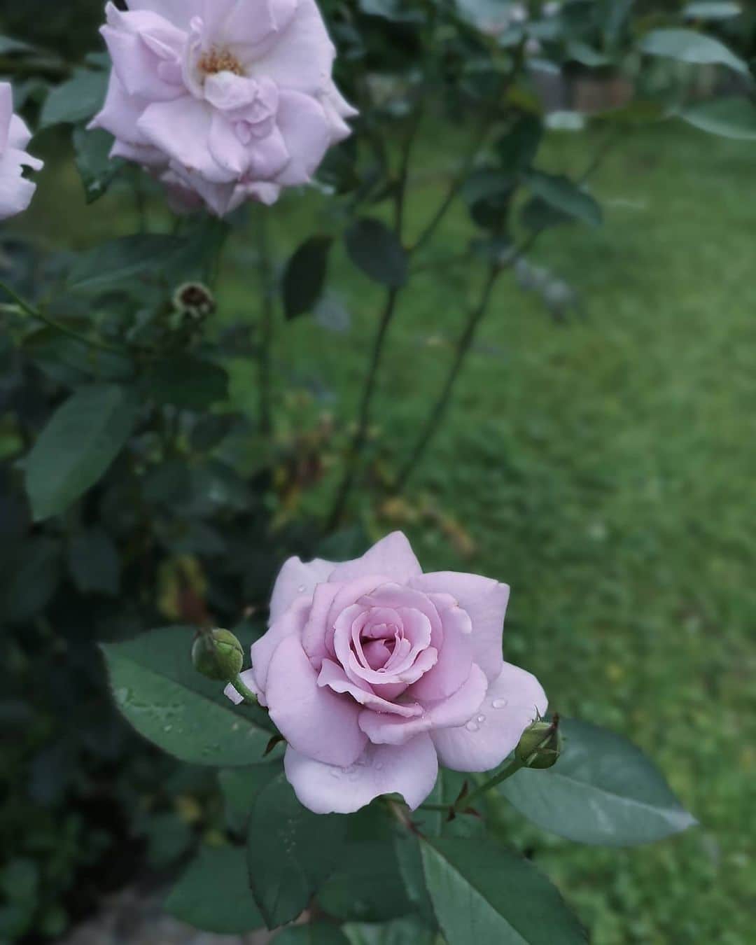 sho.candyさんのインスタグラム写真 - (sho.candyInstagram)「薔薇といえば我が家は モッコウバラだけでしたが、本格的な？薔薇が5月、仲間入りしました。 . 果たして私に薔薇なんて育てられるのか、この薄紫の薔薇（ピンクに見えるけど薄紫なんです）にひとめぼれをしたけど、 1度家に帰宅してネットで調べまくり… . やっぱやめとこうか、と何度も店に足を運び悩んでいたら 1週間後、最後の一個になってた！ そうなるとつい買ってしまう…😅 . しかし買ったあとも植えるまでは 買ってよかったのかなーとか、 後悔と不安が押し寄せ…(笑) . でも植えてよかった！ すごいキレイ♡ ７月にも花がみれるんだなー♡ 四季咲きっていいですね😍 薔薇の知識ゼロなのでこれから勉強しないと。枯らさないように頑張ります😅 . . 以前もオーラ診断してもらった　@miror_jp 　さんで今度は私の手相をみてもらいました。 何気に人生初の手相占い😳 . え！恋愛体質？😂ワンマン社長…😅 . てのひらの写真を送るだけでみてもらえるので気軽にできます♡ . .#花のある暮らし#花のある生活#薔薇#バラ#庭#花#flower#ガーデニング #pr#miror #インターネット占い館miror」7月18日 21時49分 - sho.candy