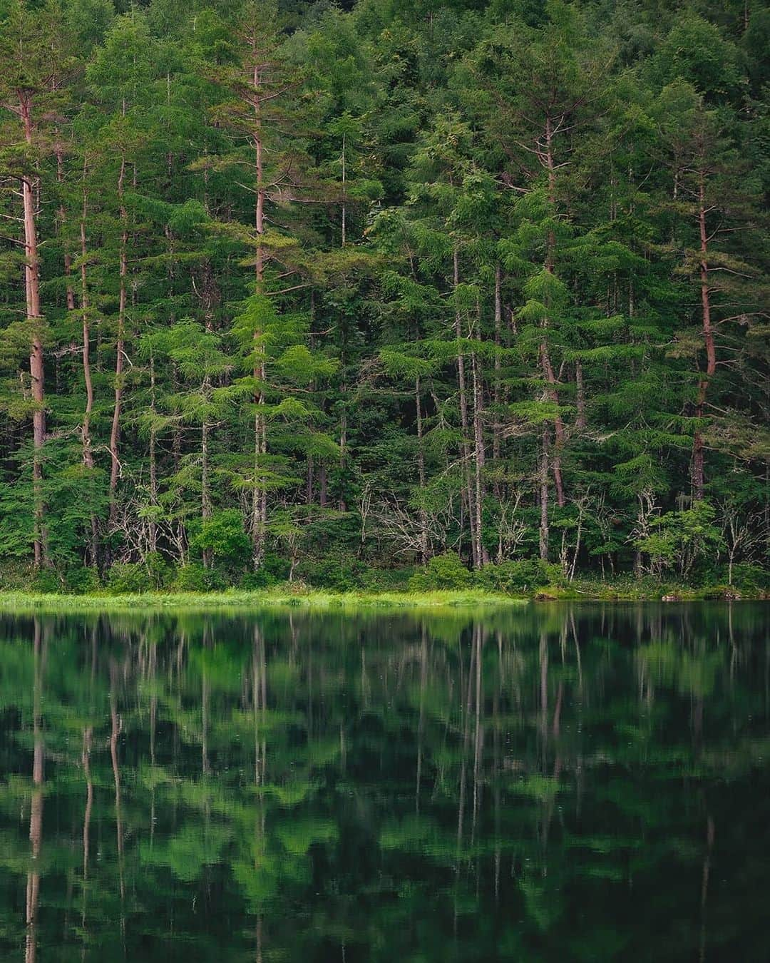 Berlin Tokyoさんのインスタグラム写真 - (Berlin TokyoInstagram)「A truly blessed encounter deep in the lush forest. . . . #hellofrom Nagano, #japan」7月18日 22時06分 - tokio_kid