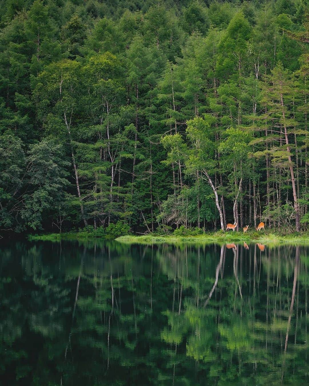 Berlin Tokyoさんのインスタグラム写真 - (Berlin TokyoInstagram)「A truly blessed encounter deep in the lush forest. . . . #hellofrom Nagano, #japan」7月18日 22時06分 - tokio_kid