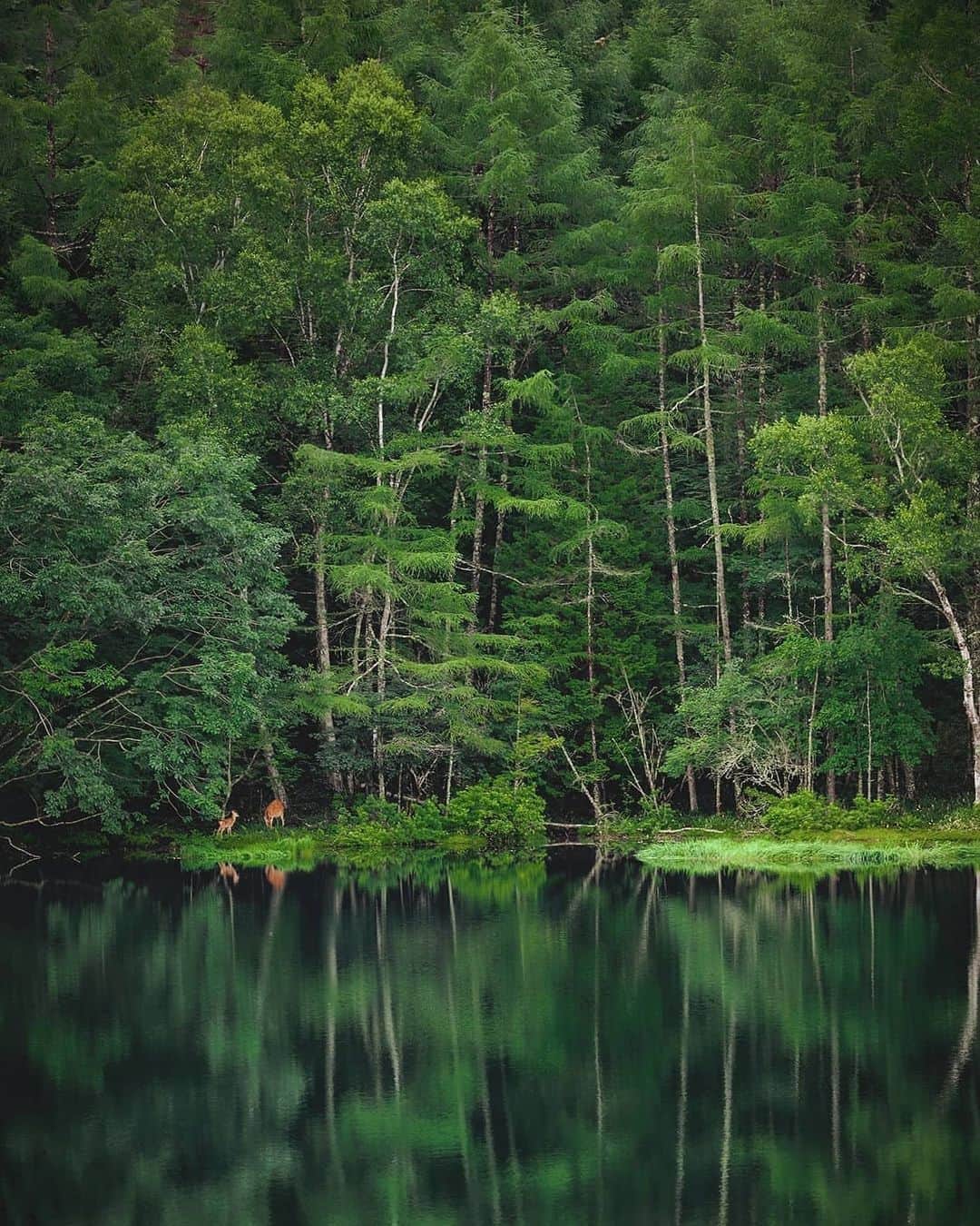 Berlin Tokyoのインスタグラム：「A truly blessed encounter deep in the lush forest. . . . #hellofrom Nagano, #japan」