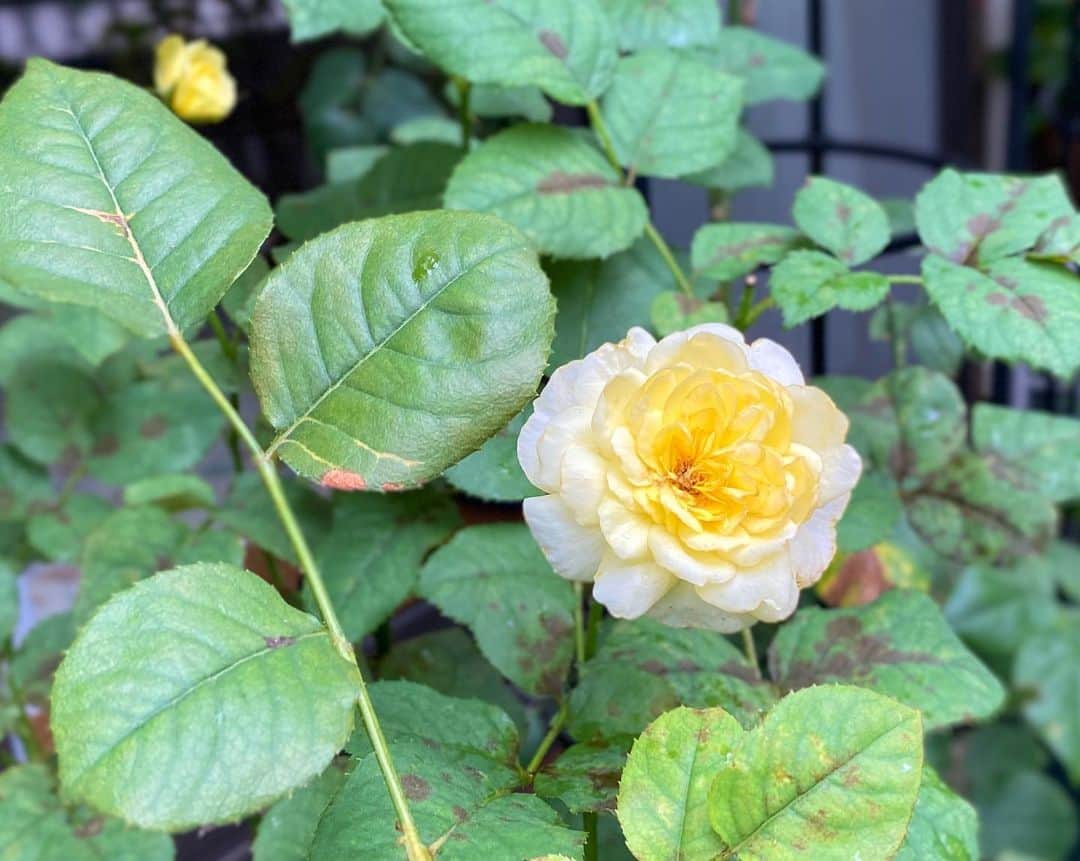 のインスタグラム：「‪#バラ日記 #roses‬ ‪80日目　雨‬  ‪ジャンヌダルク バレリーナ 芽衣 ラプソディインブルー イングリッドバーグマン ラフランス シャルルドゴール ロイヤルサンセット アンナプルナ  おまけで 巨大カサブランカ  ‪#roses🌹 #rosestagram #rose‬」