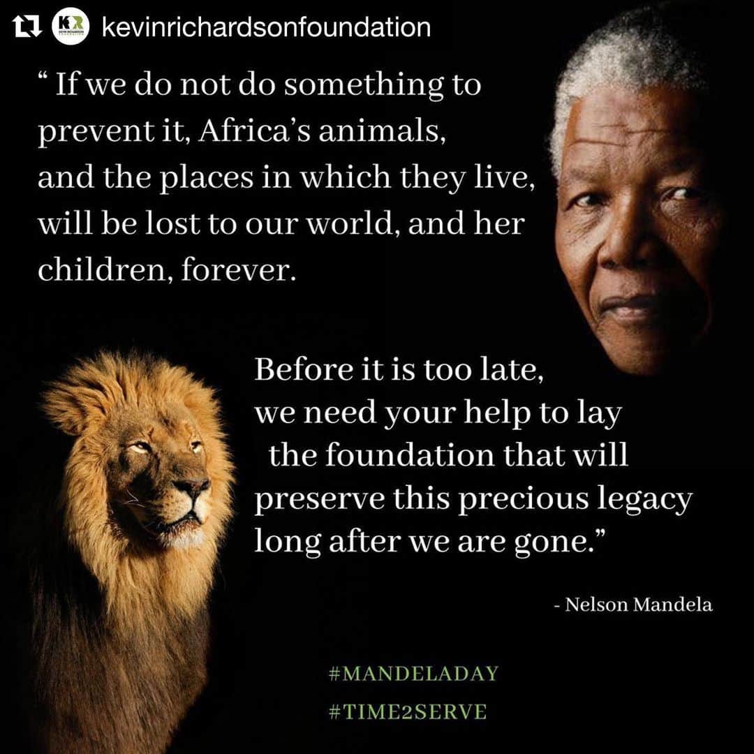 Kevin Richardson LionWhisperer さんのインスタグラム写真 - (Kevin Richardson LionWhisperer Instagram)「#Repost @kevinrichardsonfoundation with @get_repost ・・・ In honouring the 67 years that Mandela gave to fighting for justice in our country, South Africans are called on to serve for 67 minutes. This year we are contributing R67,000 to the Namibian Lion Trust and buy a collar to protect a pride of wild lions in Namibia from human-wildlife conflict. A collar provides an “early warning system” for rural farmers, so that when a wild lion pride is nearing their livestock, that can take necessary precautions to protect their livestock, and prevent any conflict or danger for the lion.  It takes around 67 minutes to collar a lion. It is no easy feat. From identifying to darting them, the team must move quickly to monitor vitals, take measurements and do health checks, and make sure the collar is comfortably fitted. It can be stressful, but these 67 minutes can mean another 67 hours, 67 weeks, or 67 months that this lion and its pride will stay alive and safe!  Thank to our friends @namibianliontrust for making this possible!  #mandeladay #time2serve #67minutes #kevinrichardsonfoundation #kevinrichardson #lionwhisperer #savethelions #preservehabitat #protectlions  #kevinrichardsonwildlifesanctuary #couragethroughcorona」7月18日 22時39分 - lionwhisperersa
