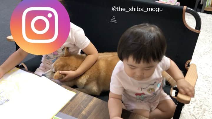Moguのインスタグラム：「. ヒゲがだめだったみたいなの。 . @the_shiba_mogu  #柴犬 #shibainu #shiba#赤柴 #redshiba#犬 #dog#しばいぬ#nannydog#犬と子供#子供と犬#柴犬と子供#柴#赤ちゃんと犬#犬と赤ちゃん#柴犬と赤ちゃん#赤ちゃんと柴犬#柴犬のいる暮らし#子守犬」
