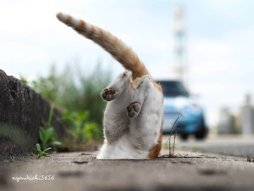 路地裏のにゃん吉さんのインスタグラム写真 - (路地裏のにゃん吉Instagram)「Where are you！  今日もぼっち  (つっかえてる訳では有りません。 この後すっぽり)  #猫穴部 ぽん吉 #แมว #igersjp#のらねこ部#猫#ねこすたぐらむ#ねこ部#bnw_greatshots #にゃんすたぐらむ#みんねこ #cats#ファインダー越しの私の世界 #catsofinstagram#catgag #gatto#catloversclub#ペコねこ部#gf_bnw #東京カメラ部#icu_japan#team_jp_ #고양이#nekoclub #catstagram#広がり同盟 #bestcatclub #gallery_legit #kawaii#love_bestjapan #meow」7月18日 23時46分 - nyankichi5656