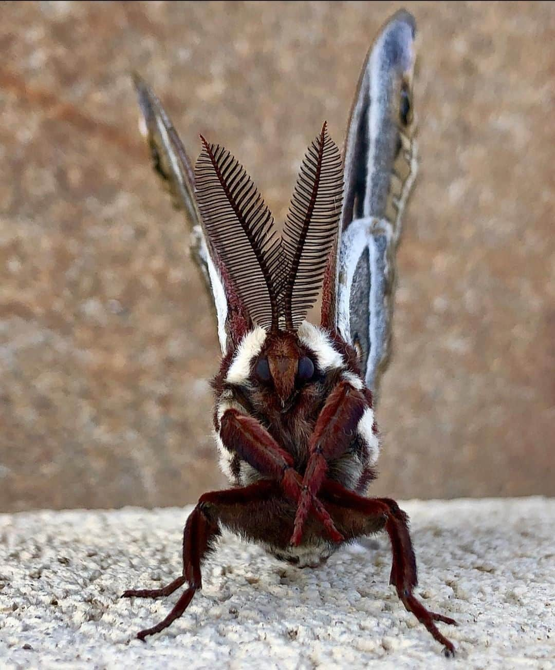 アメリカ内務省さんのインスタグラム写真 - (アメリカ内務省Instagram)「Move over butterflies, it’s National Moth Week! Mostly active at night, coming in all shapes, sizes and colors, moths are fascinating and yet often overlooked. This cecropia moth is the largest native moth in North America, and was photographed at Carlsbad Caverns National Park in #NewMexico. With well over 150,000 species of moths, they are among the most diverse organisms on earth. National Moth Week is the perfect week to participate in community #science and report #moth sightings. This will not only help scientists  learn about these amazing insects, but it’s wonderful to see the dazzling moths near you. Finding moths can be as simple as leaving a porch light on and checking it after dark. Photo @CarlsbadCavernsNPS by Daniel Leifheit, #NationalPark Service. #CarlsbadCaverns #usinterior」7月18日 23時50分 - usinterior