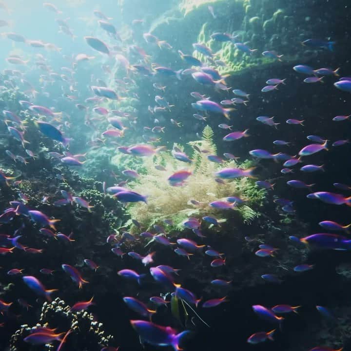 ドゥラメールのインスタグラム：「Marine biologist and #BlueHeartAmbassador Dr. @ayanaeliza reminds us that ripples of good lead to waves of change and you can make a difference beginning here and now. #LaMerBlueHeart」