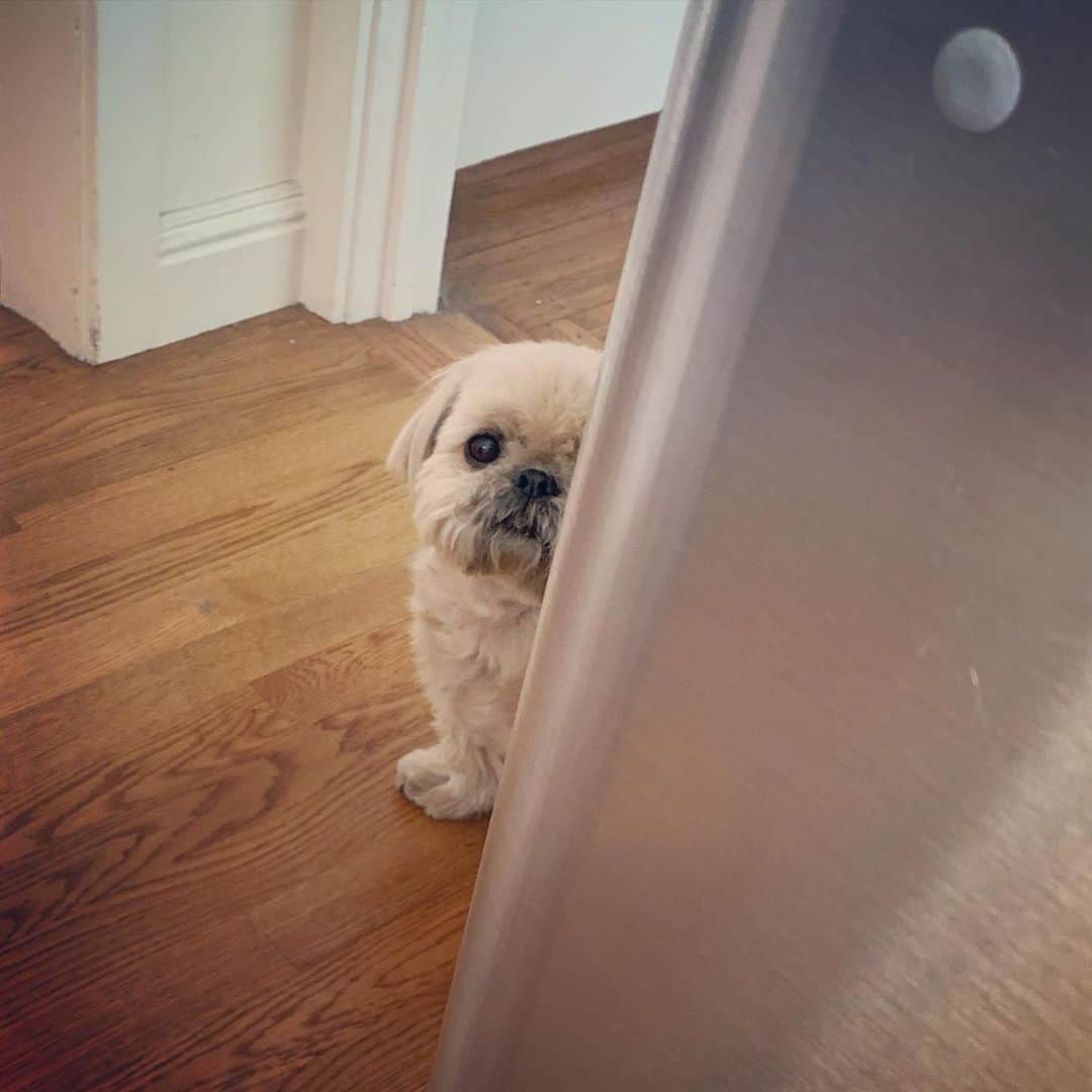 Dougie the Shih Tzuさんのインスタグラム写真 - (Dougie the Shih TzuInstagram)「Is it eating time?」7月19日 0時28分 - dailydougie
