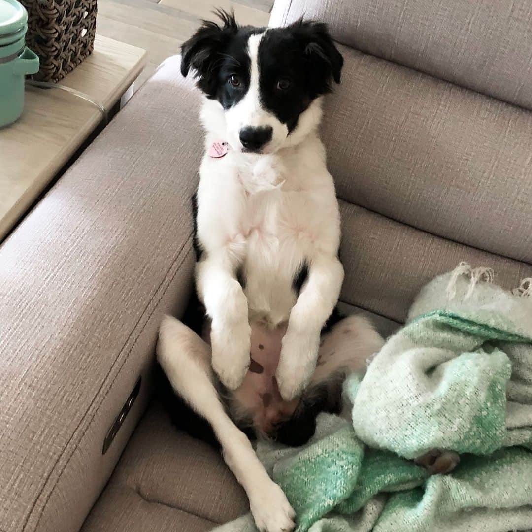 Jazzy Cooper Fostersさんのインスタグラム写真 - (Jazzy Cooper FostersInstagram)「I like to sit like a silly hooman -PB」7月19日 0時44分 - bordernerd