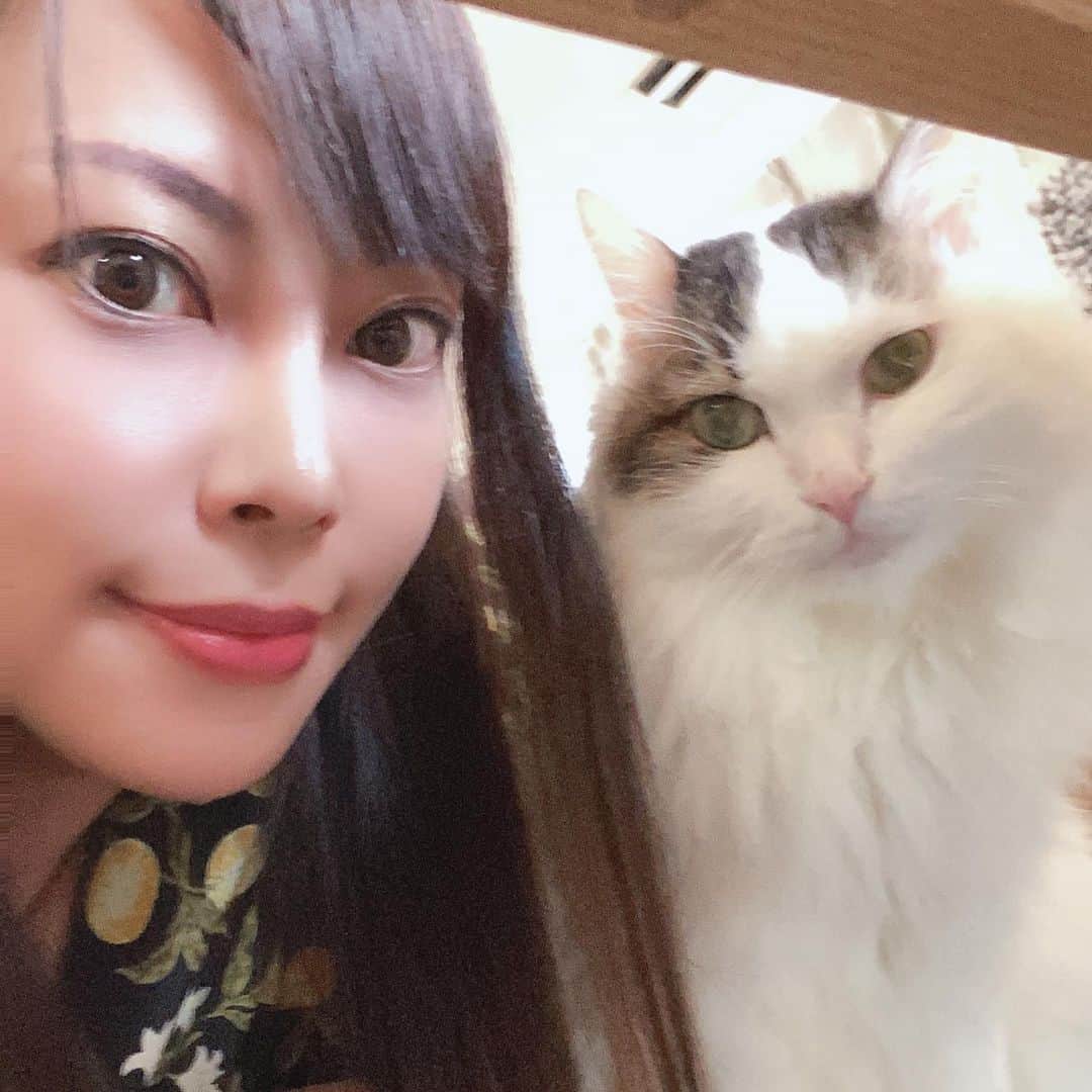 のインスタグラム：「ランくん、久々会ったけど超絶美形で麗しいな…！ _  #cat #whitecat #catstagram #catsofinstagram #catsagram  #保護猫 #保護ねこ#ねこ #cat_of_instagram #cat_of_world #catlife #catlover #catlovers #fluffy #fluffycat #にゃんすたぐらむ #ねこすたぐらむ #ふわもこ部 #白猫 #白猫部 #しろねこ #しろねこ部 #長毛猫」