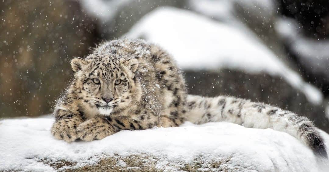 アニマルプラネットさんのインスタグラム写真 - (アニマルプラネットInstagram)「The snow leopard is a true wild cat in every sense of the term. Evolved to live in some of the coldest and harshest terrain on the planet, the species is scattered across the mountains of central Asia. But with only around 5,000 left in the wild, the snow leopard is threatened by poachers and an environment that is diminishing due to rising temperatures and global warming. . . . . . . . #animalplanet #caturday #snowleopard #cats #wildcat #endangeredspecies #cat #feline #pictureoftheday」7月19日 1時00分 - animalplanet