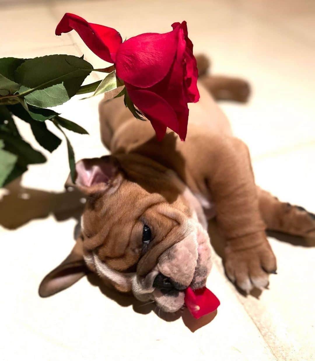 Bodhi & Butters & Bubbahさんのインスタグラム写真 - (Bodhi & Butters & BubbahInstagram)「What true love looks like 🌹  . . . . . #bulldog #puppy #love #truelove #romantic #dog #cute #baby #dogmom #life #smile #saturday #weekend #vibes #laugh #funny #dogsofinstagram 💗 @holasoyhugo_」7月19日 1時22分 - keonistuff