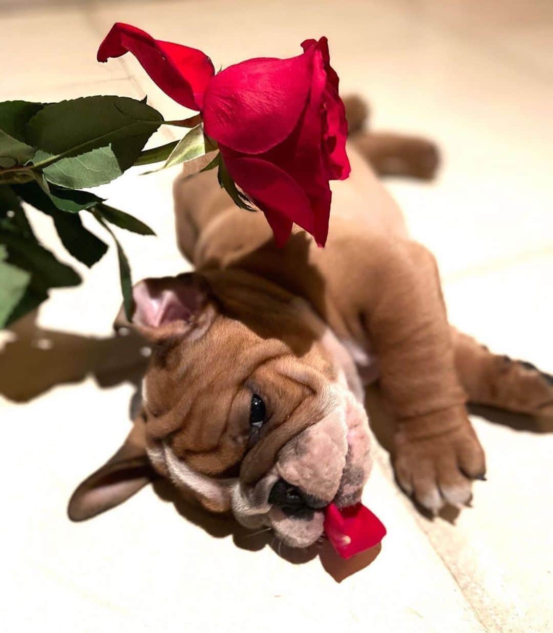 Bodhi & Butters & Bubbahのインスタグラム：「What true love looks like 🌹  . . . . . #bulldog #puppy #love #truelove #romantic #dog #cute #baby #dogmom #life #smile #saturday #weekend #vibes #laugh #funny #dogsofinstagram 💗 @holasoyhugo_」