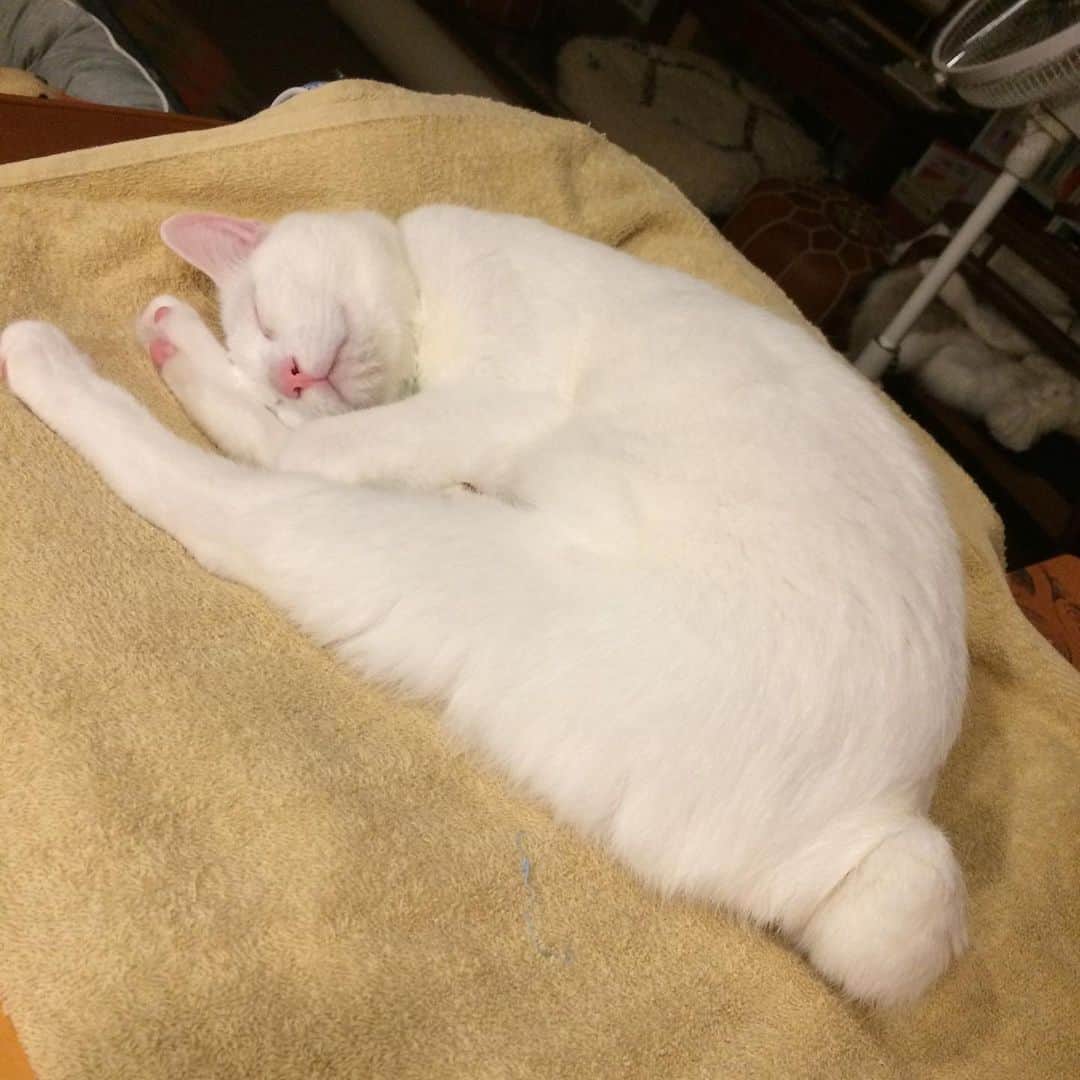 岡田屋鉄蔵のインスタグラム：「おやすみなさい」