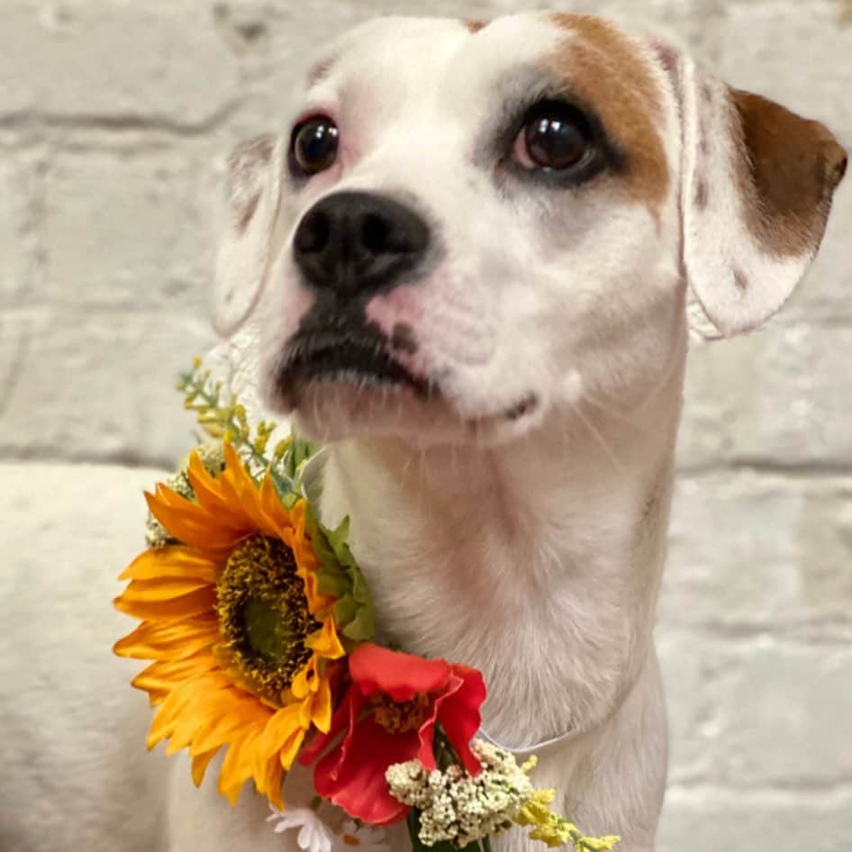 Dogs by Ginaのインスタグラム：「Quimet was a street dog who made her way to the bay area and has been newly adopted. 🥰」