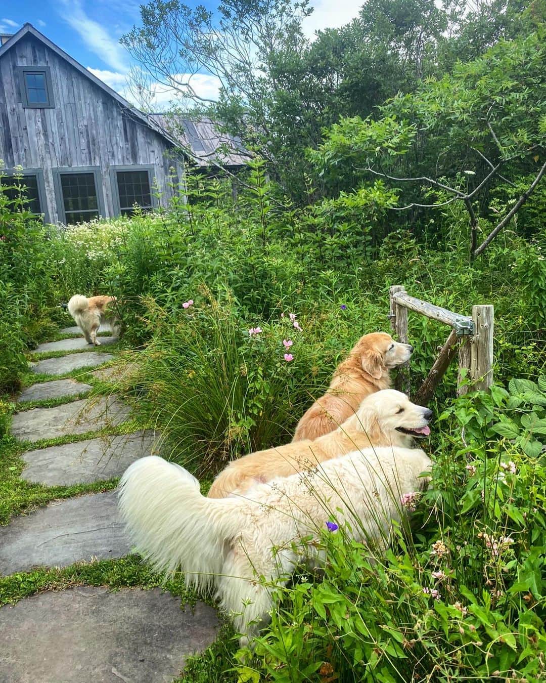 ブルース・ウェーバーさんのインスタグラム写真 - (ブルース・ウェーバーInstagram)「My dogs love nothing more than to make a meal out of our vegetable garden 🐾.」7月19日 3時13分 - bruce_weber