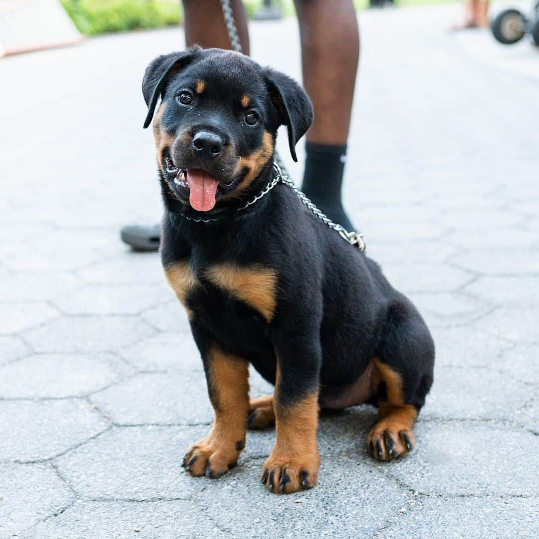 The Dogistさんのインスタグラム写真 - (The DogistInstagram)「Nala, Rottweiler (9 w/o), Washington Square Park, New York, NY • “She loves chewing on my sneakers.” @nala_rottweiler」7月19日 3時20分 - thedogist