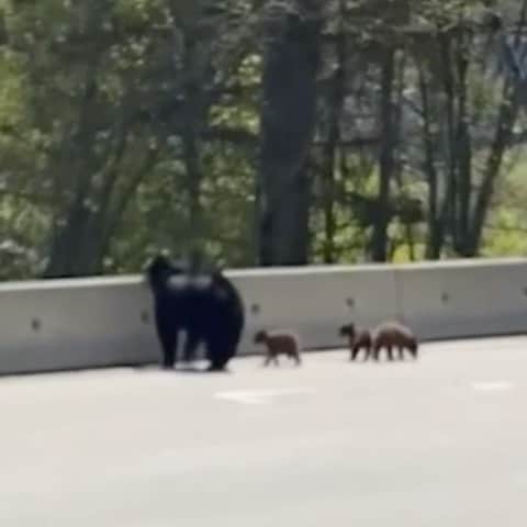 G.NAのインスタグラム：「#mamabear #benice #lookoutforeachother this video made my day. My aunty got this video from someone she knew and shared this piece of #happiness with me which I decided to share with you too. 😃 wish I knew who took this.. 🤔」