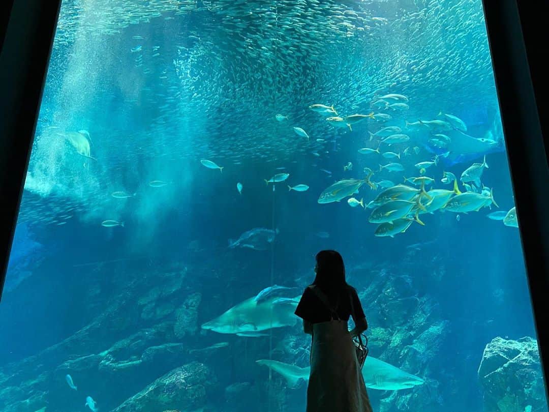 下野由貴さんのインスタグラム写真 - (下野由貴Instagram)「🐠 ・ #aquarium #oceanarium #水族館 #マリンワールド海の中道 #癒された #癒し #水族館好き #家の中に水槽欲しい#海の中道海浜公園 #🐠」7月19日 13時37分 - shimono_0402