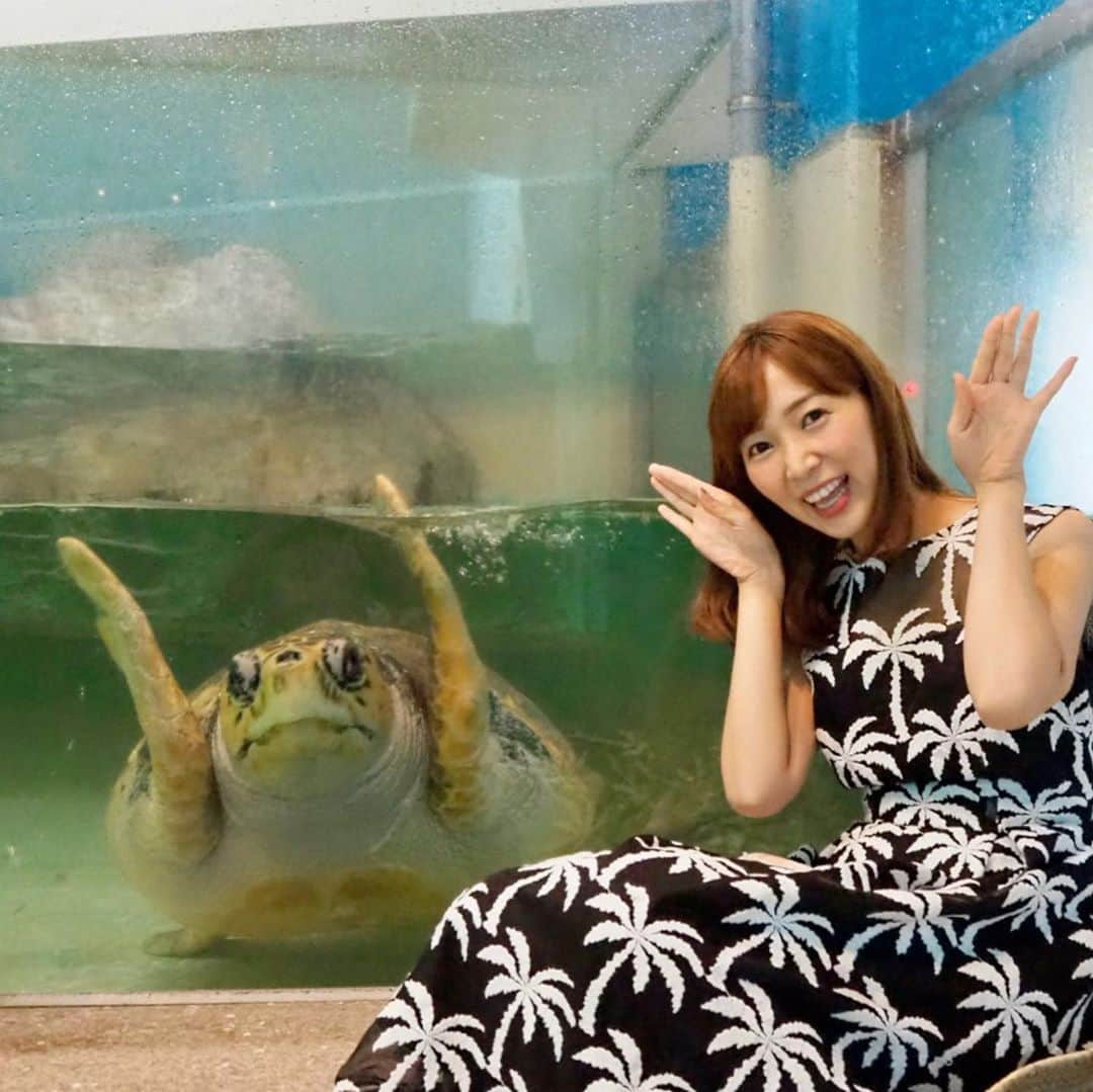 小野澤玲奈のインスタグラム：「🐢は「はいチーズ」が分かるみたい 笑ってないけど😂  みとしーはバンドウイルカが プールじゃなくて海を囲ったところにいて ショーも海で豪快🐬  何度行っても生き物たちにキュンとさせられる…💗  #伊豆三津シーパラダイス  #みとしー  #生き物と距離近め #カメ  #イルカショー  #水族館大好き」