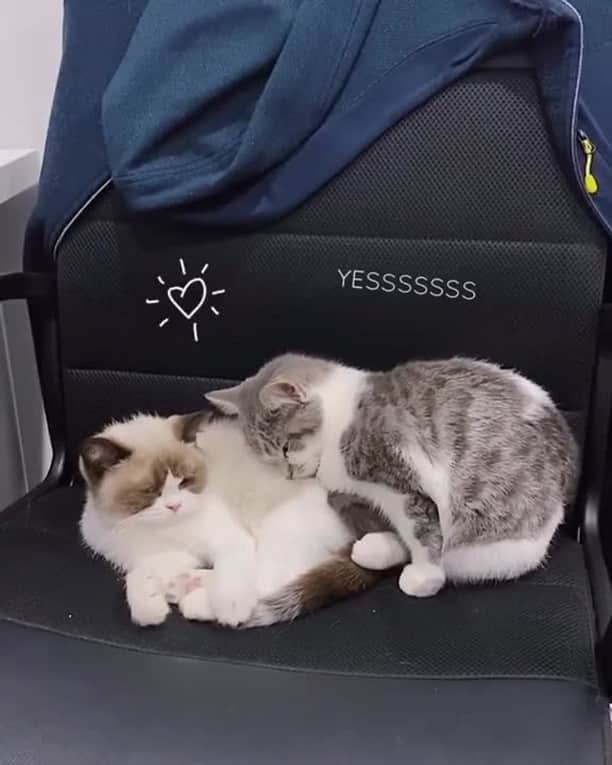 Aww Clubのインスタグラム