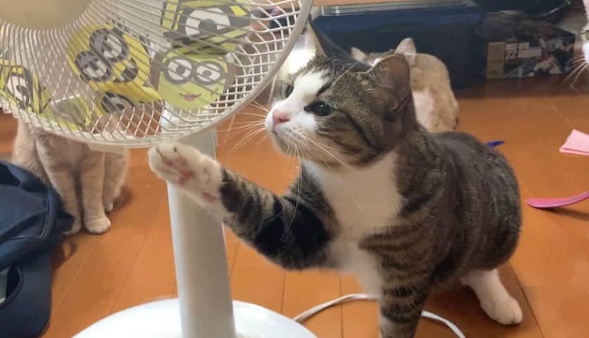 ひのき猫さんのインスタグラム写真 - (ひのき猫Instagram)「扇風機で遊ぶ息子を観察中です😅  回ってる扇風機の中に、紙切れを入れて遊ぶ息子です。  良い子は真似をしてはいけません。  でもひのき達は釘付けでした💦  ・ ・ ・ #ひのき猫 #扇風機 #可愛い #釘付け #猫部 #猫のいる生活 #cat #catstagram #cutecat #にゃんすたぐらむ #ねこすたぐらむ」7月19日 14時21分 - hinoki.cute.kitten