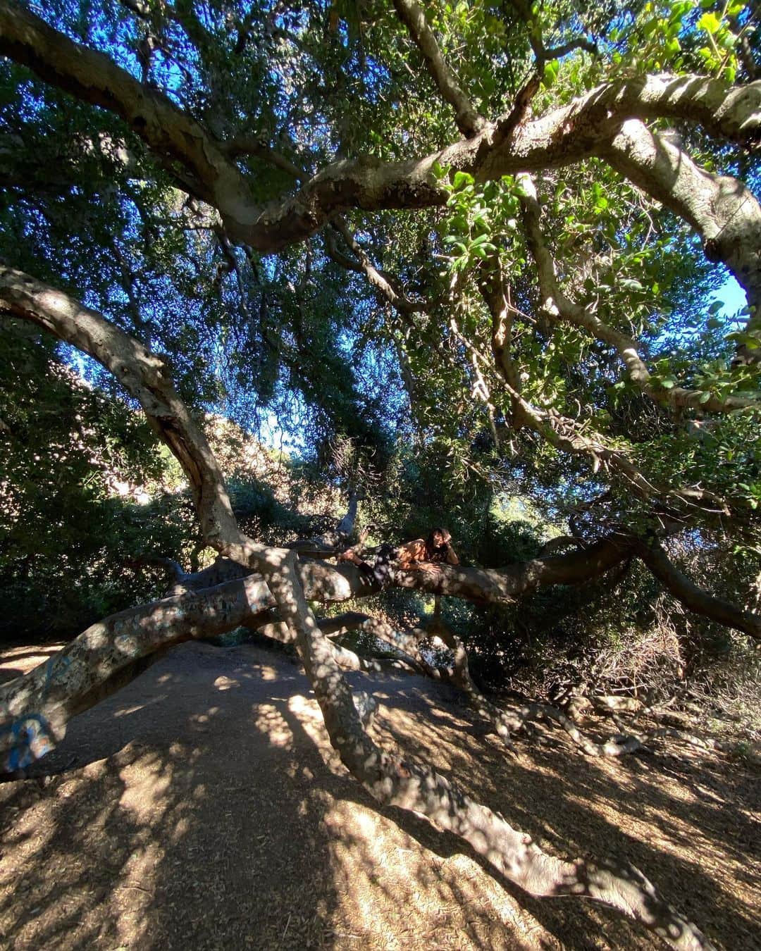 Janice Griffithのインスタグラム：「thx for hiking with me and indulging tree climbing @dreamgaia」