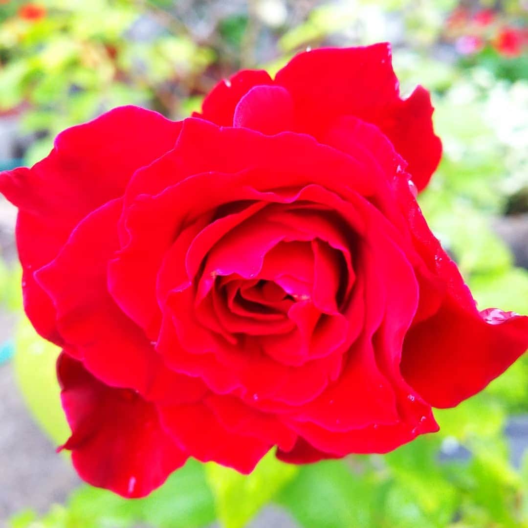 みながわゆみさんのインスタグラム写真 - (みながわゆみInstagram)「#咲きました #ばら #バラ #薔薇 #真っ赤なバラ #かわいい #きれい #感謝 #ありがとう #柏葉紫陽花 #はなまっぷ #花まっぷ #花の写真 #花写真 #花撮り #花好きな人 #花好きな人と繋がりたい #写真好き #写真好きな人と繋がりたい」7月19日 6時17分 - nama.09.19