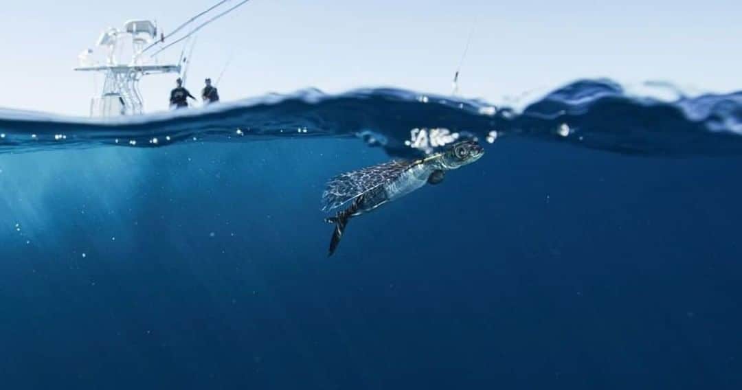 Costa Sunglassesのインスタグラム：「@local_knowledge rigged up with a bluefin magnet. #SeeWhatsOutThere #BornOnTheWater」