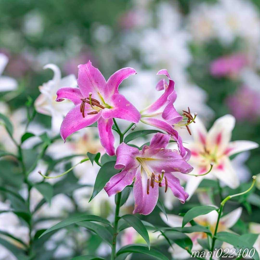 mani022400のインスタグラム：「. 19 Jul. 2020 ． . Good morning🌸🌺🌹✨ 昨日の日比谷公園です✨ . . . 🌺🌺🌺🌷🌷🌷🌹🌹🌹🌸🌸🌸 ご訪問ありがとうございます🙇 . お花以外の写真は サブアカウントにポストしています。 良かったら、覗いてください🙇🙇 ⬇️⬇️⬇️ @mani0224000   . 🌺🌺🌺🌷🌷🌷🌹🌹🌹🌸🌸🌸 . . . . . 🔷🔷🔷🔷🔷🔷🔷🔷🔷 discoverwithalpha ﻿ japan_ilc﻿  a7rm3 ﻿ sel135f18gm  sel55f18z  #カメラ好きな人と繋がりたい  #flower  #花 #flowers   #写真好きな人と繋がりたい love_bestjapan  serahana #ファインダー越しの私の世界    #花のある暮らし  #bns_lite #eclecticshow #explore_floral . #9vaga9  9Vaga_Rose9  9vaga_3flowers9  #floristsandflowers #ip_for_blossoms_vip  #fabulous_shots ig_flowers #ponyfony_flowers #meiko_flora_member meiko_roses  #myheartinshots #la_flowers #rainbow_petals #top_favourite_flowers  #quintaflower #inspiring_shot #phx_flowers dreaming_in_macro flower_special_legend  #nature_special_legend  #ind_flowers #tv_flowers　　 #best_mmf_vipday  #best_beauty_flora_  9vaga_flowersart9 #ptk_flowers #fleur_noblesse_m  .」