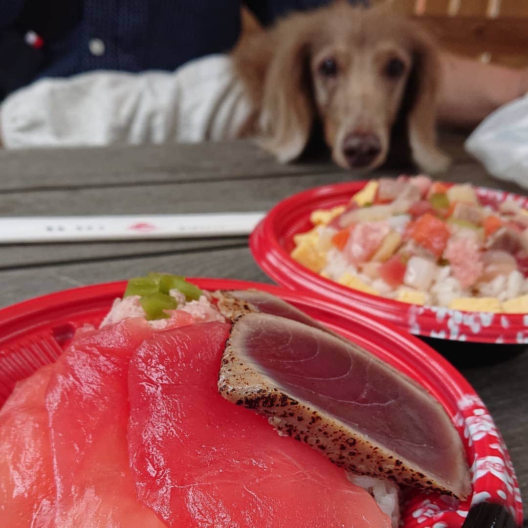 くるみんのインスタグラム：「* 昨日、豊洲のスーパービバホームに行った帰り、たまたま通った道すがら江戸前城下町という所を見つけた。  横のテラス席はペットも可とのことで、遅めのランチしてきました  #ミニチュアダックスフンド #ミニチュアダックスフント #ミニチュアダックス #イザベラタン #イザベラ #ダックスlove #ダックス多頭飼い #ダックスフント #ダックス部 #ダックス大好き #ダックスフンド #ダックス #いぬばか部 #いぬすたぐらむ #短足部 #江戸前場下町 #豊洲 #dachshundgram #dachshund #dogstagram #instagramdog #instadachs #instadog #inustagram #inutokyo #kyounodachs #todayswanko #7pets_1day #ランチ #だっくすふんど」