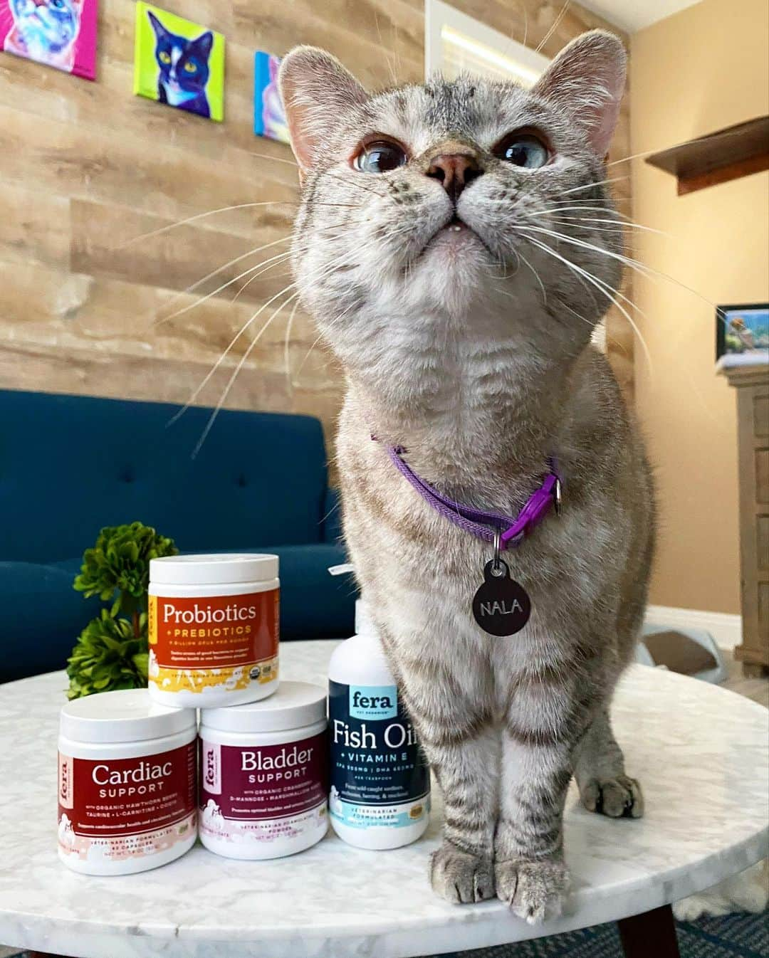 nala_catさんのインスタグラム写真 - (nala_catInstagram)「CLOSED. Winners have been notified via DMs ❤️ 🎁 WORLDWIDE GIVEAWAY 🌎 ⠀ ⠀ My birthday month celebration continues! I’m giving away my favorite @ferapetorganics products to 3 lucky winners! ⠀ ⠀ 🏅1st prize wins a Probiotic Powder, a Fish Oil, a Cardiac Support and a Bladder Support!⠀ 🥈2nd prize wins a a Probiotic Powder and a Fish Oil⠀ 🥉3rd prize wins a Probiotic Powder! ⠀ ⠀ 📝 To enter ⠀ 1. Follow @nala_cat, @white_coffee_cat, and @ferapetorganics⠀ 2. Tag a friend in the comments (1 tag = 1 entry) MUST BE ON A SEPARATE COMMENT Unlimited entries! ⠀ ⠀ Giveaway open worldwide 🌍 From now through Wednesday July 22nd Midnight PT. ⠀ We will randomly pick winners and will reach out via DM on 7/23 ⠀ #fera #giveaway #ferapetorganics」7月19日 7時52分 - nala_cat