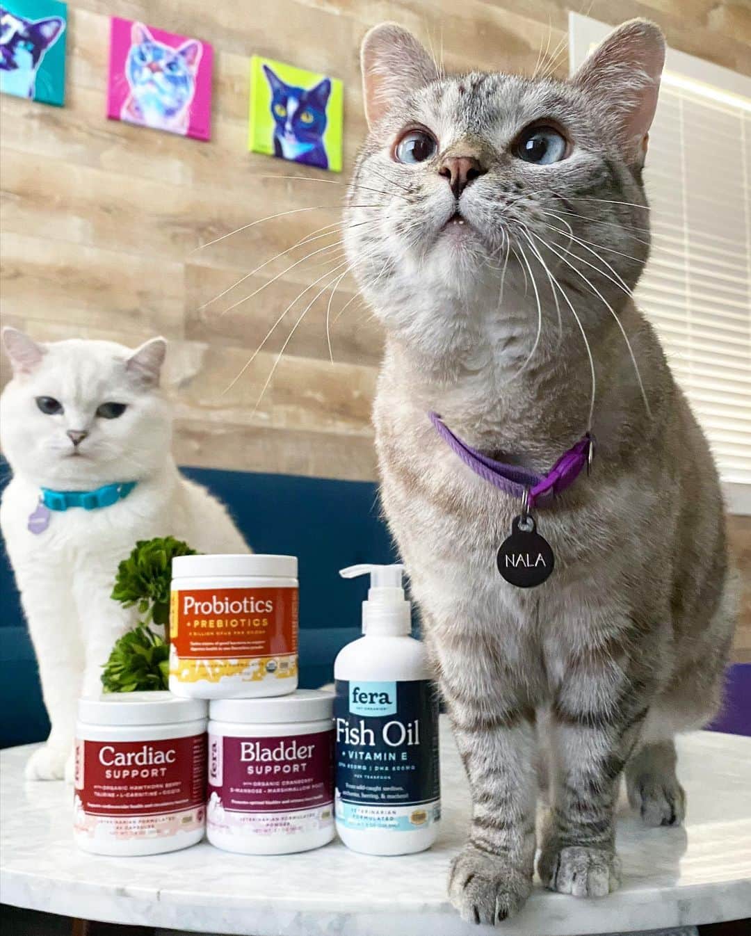 nala_catさんのインスタグラム写真 - (nala_catInstagram)「CLOSED. Winners have been notified via DMs ❤️ 🎁 WORLDWIDE GIVEAWAY 🌎 ⠀ ⠀ My birthday month celebration continues! I’m giving away my favorite @ferapetorganics products to 3 lucky winners! ⠀ ⠀ 🏅1st prize wins a Probiotic Powder, a Fish Oil, a Cardiac Support and a Bladder Support!⠀ 🥈2nd prize wins a a Probiotic Powder and a Fish Oil⠀ 🥉3rd prize wins a Probiotic Powder! ⠀ ⠀ 📝 To enter ⠀ 1. Follow @nala_cat, @white_coffee_cat, and @ferapetorganics⠀ 2. Tag a friend in the comments (1 tag = 1 entry) MUST BE ON A SEPARATE COMMENT Unlimited entries! ⠀ ⠀ Giveaway open worldwide 🌍 From now through Wednesday July 22nd Midnight PT. ⠀ We will randomly pick winners and will reach out via DM on 7/23 ⠀ #fera #giveaway #ferapetorganics」7月19日 7時52分 - nala_cat