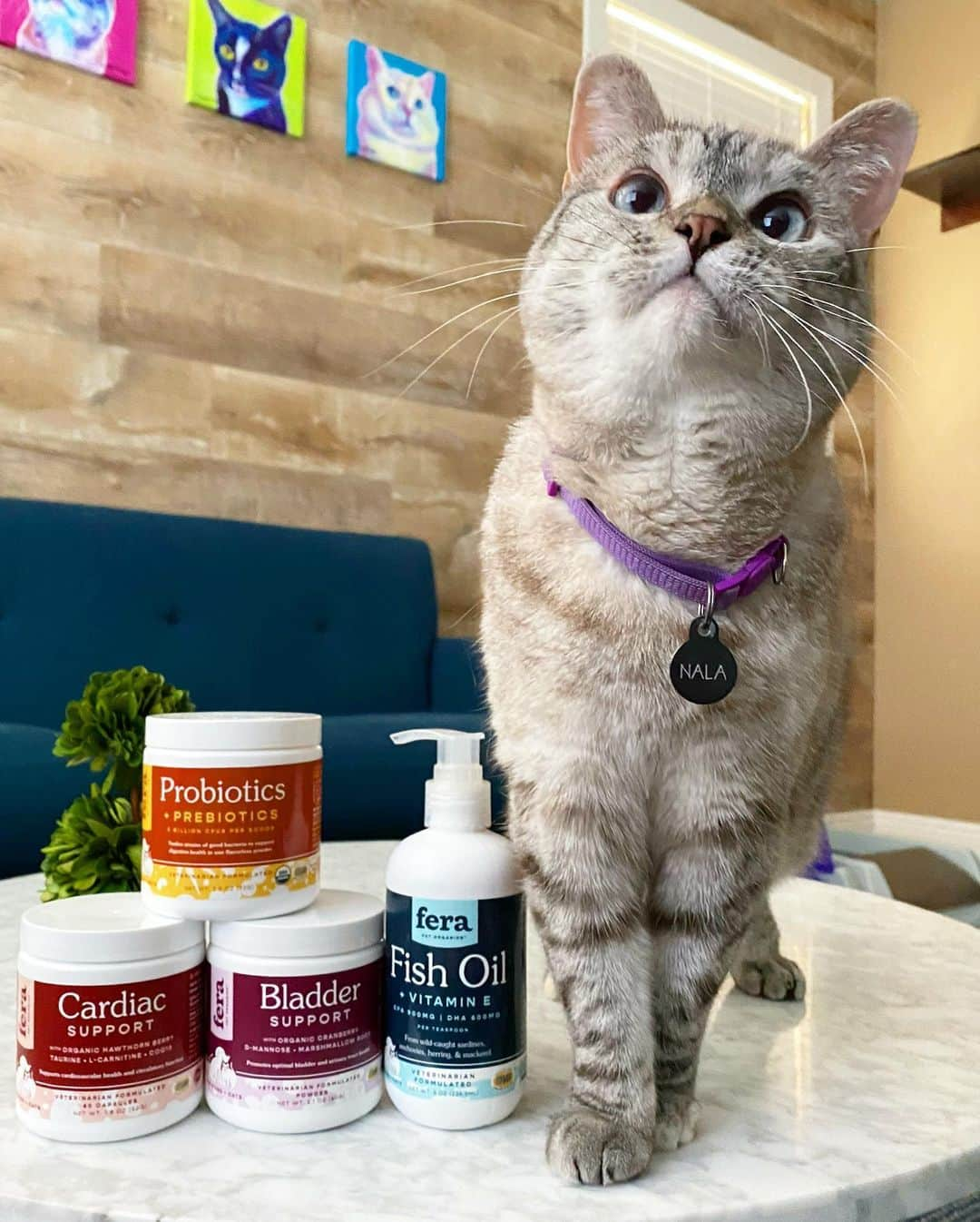 nala_catさんのインスタグラム写真 - (nala_catInstagram)「CLOSED. Winners have been notified via DMs ❤️ 🎁 WORLDWIDE GIVEAWAY 🌎 ⠀ ⠀ My birthday month celebration continues! I’m giving away my favorite @ferapetorganics products to 3 lucky winners! ⠀ ⠀ 🏅1st prize wins a Probiotic Powder, a Fish Oil, a Cardiac Support and a Bladder Support!⠀ 🥈2nd prize wins a a Probiotic Powder and a Fish Oil⠀ 🥉3rd prize wins a Probiotic Powder! ⠀ ⠀ 📝 To enter ⠀ 1. Follow @nala_cat, @white_coffee_cat, and @ferapetorganics⠀ 2. Tag a friend in the comments (1 tag = 1 entry) MUST BE ON A SEPARATE COMMENT Unlimited entries! ⠀ ⠀ Giveaway open worldwide 🌍 From now through Wednesday July 22nd Midnight PT. ⠀ We will randomly pick winners and will reach out via DM on 7/23 ⠀ #fera #giveaway #ferapetorganics」7月19日 7時52分 - nala_cat