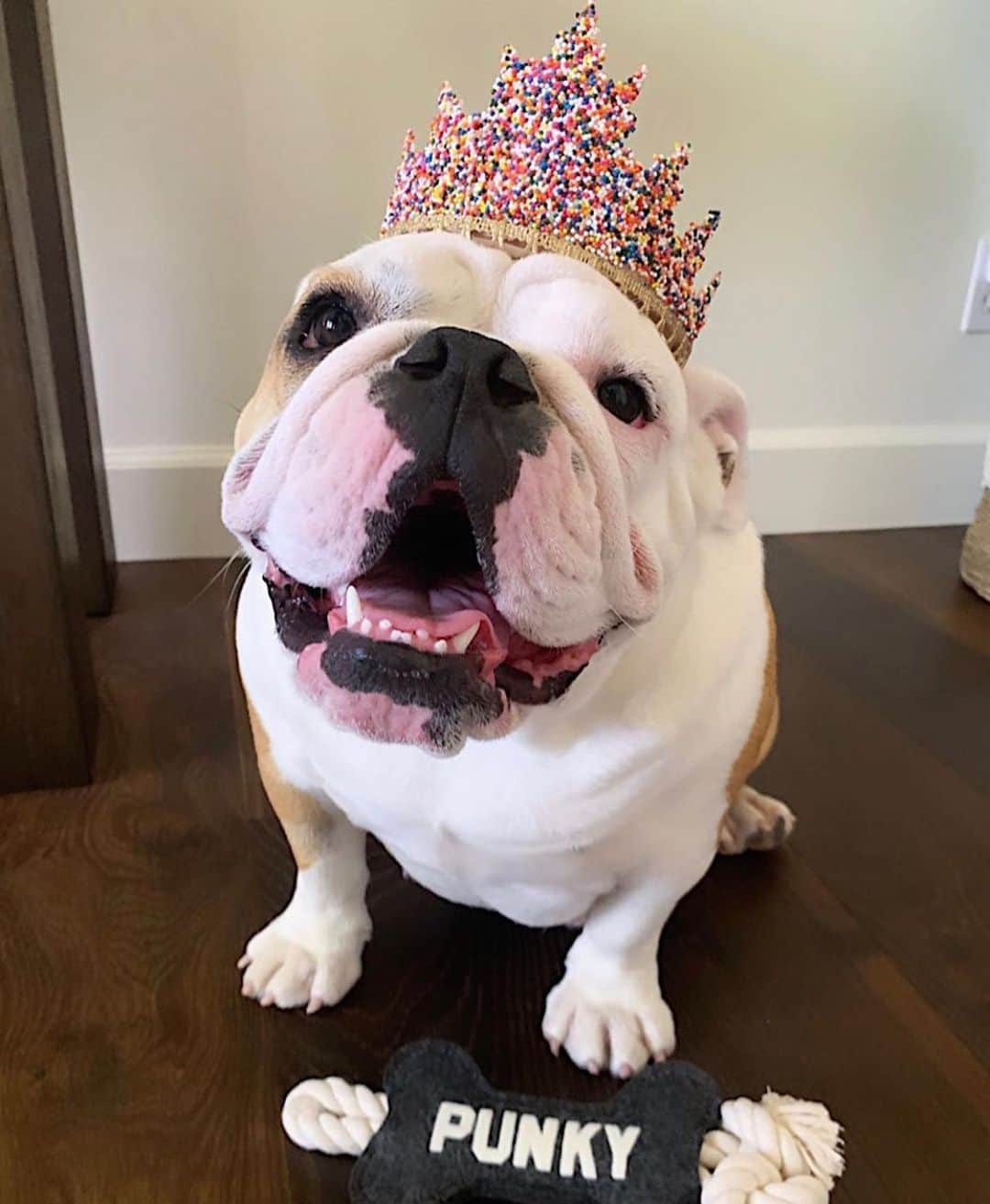 Bodhi & Butters & Bubbahのインスタグラム：「Happy birthday to our favorite lil Pumpkin @pumpkin_the_bully 💗🐶🎉 #OneYearOld #Holla  . . . . . #bulldog #baby #puppy #love #sweet #girl #happy #birthday #princess #happybirthday #cute #smile #one #dogsofinstagram #sprinkles #tiara #celebrate #party」