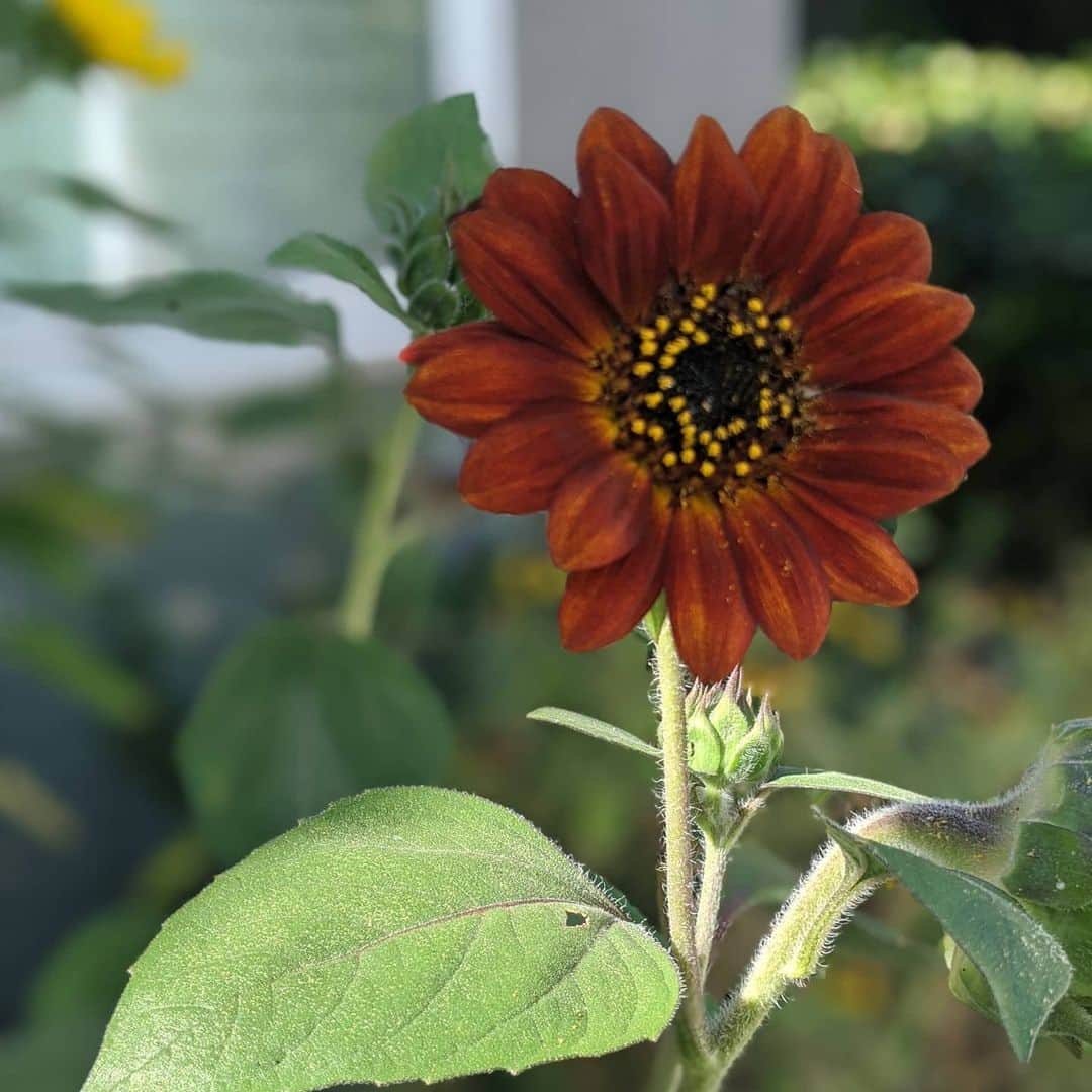 ウィル・ウィトンさんのインスタグラム写真 - (ウィル・ウィトンInstagram)「Really love the sunflowers that are thriving in my garden.」7月19日 8時36分 - itswilwheaton
