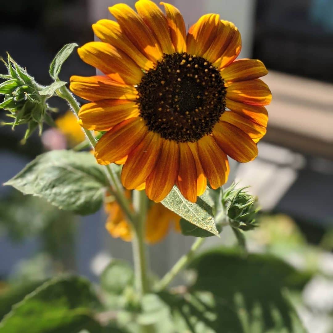 ウィル・ウィトンさんのインスタグラム写真 - (ウィル・ウィトンInstagram)「Really love the sunflowers that are thriving in my garden.」7月19日 8時36分 - itswilwheaton