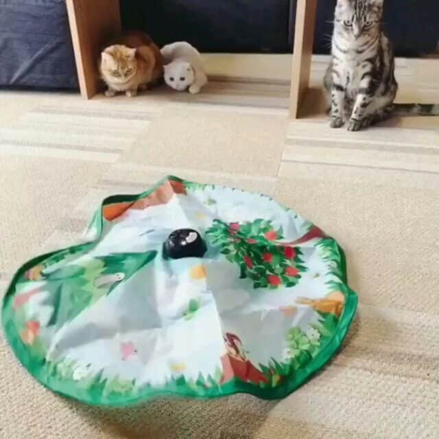 猫壱（ねこいち•ネコイチ）のインスタグラム